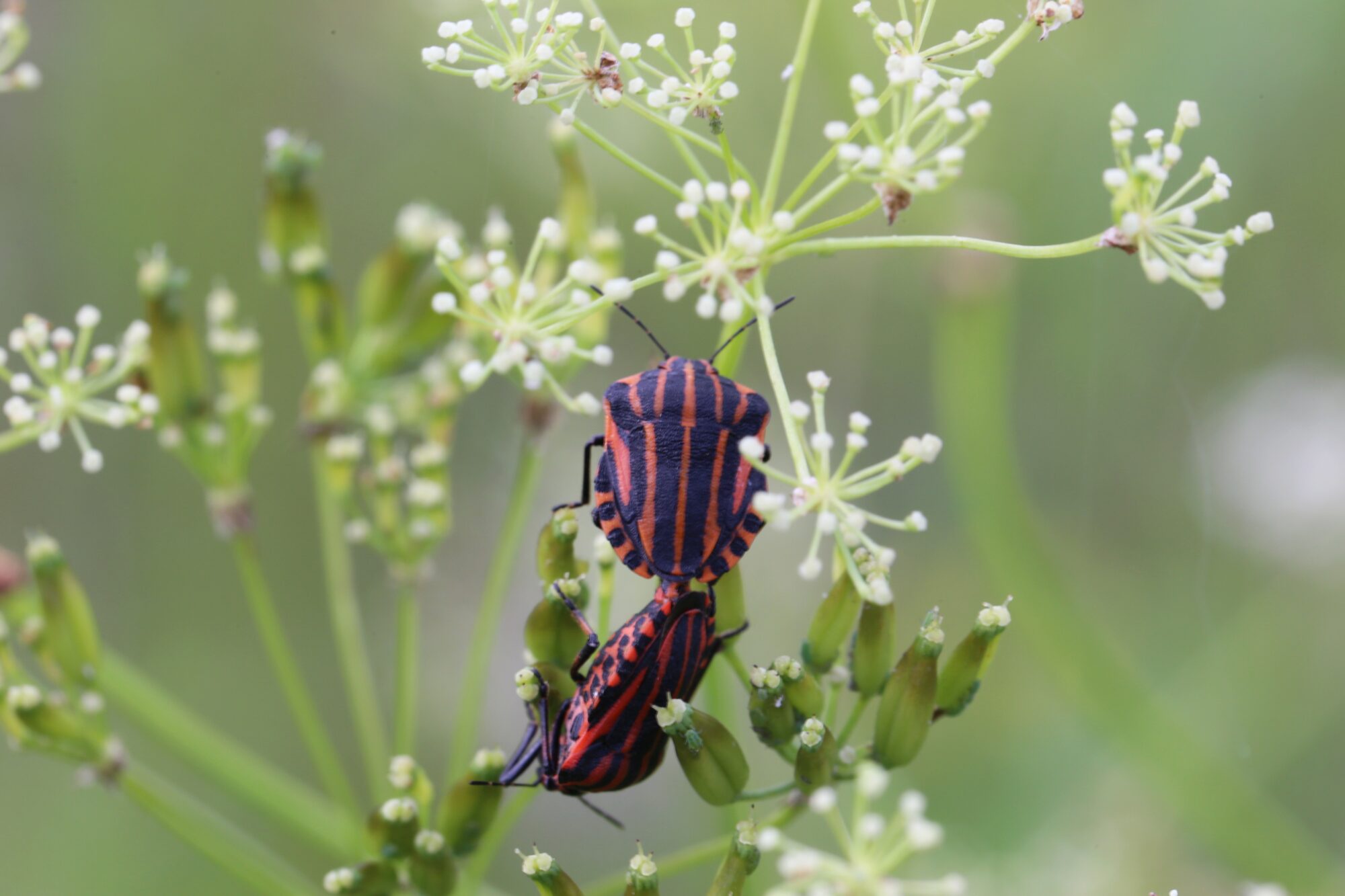 Valokuvaaja: Jaana Saarelainen
