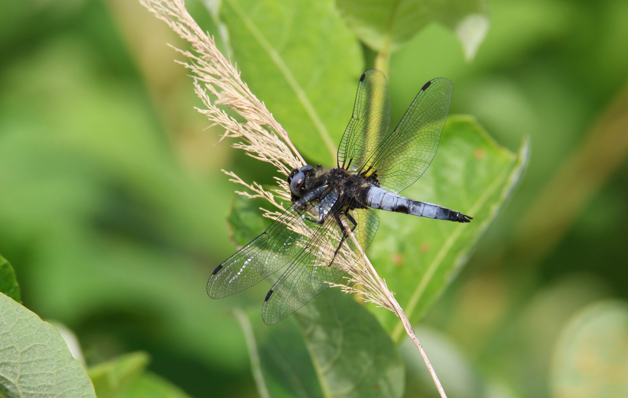 Valokuvaaja: Jaana Saarelainen