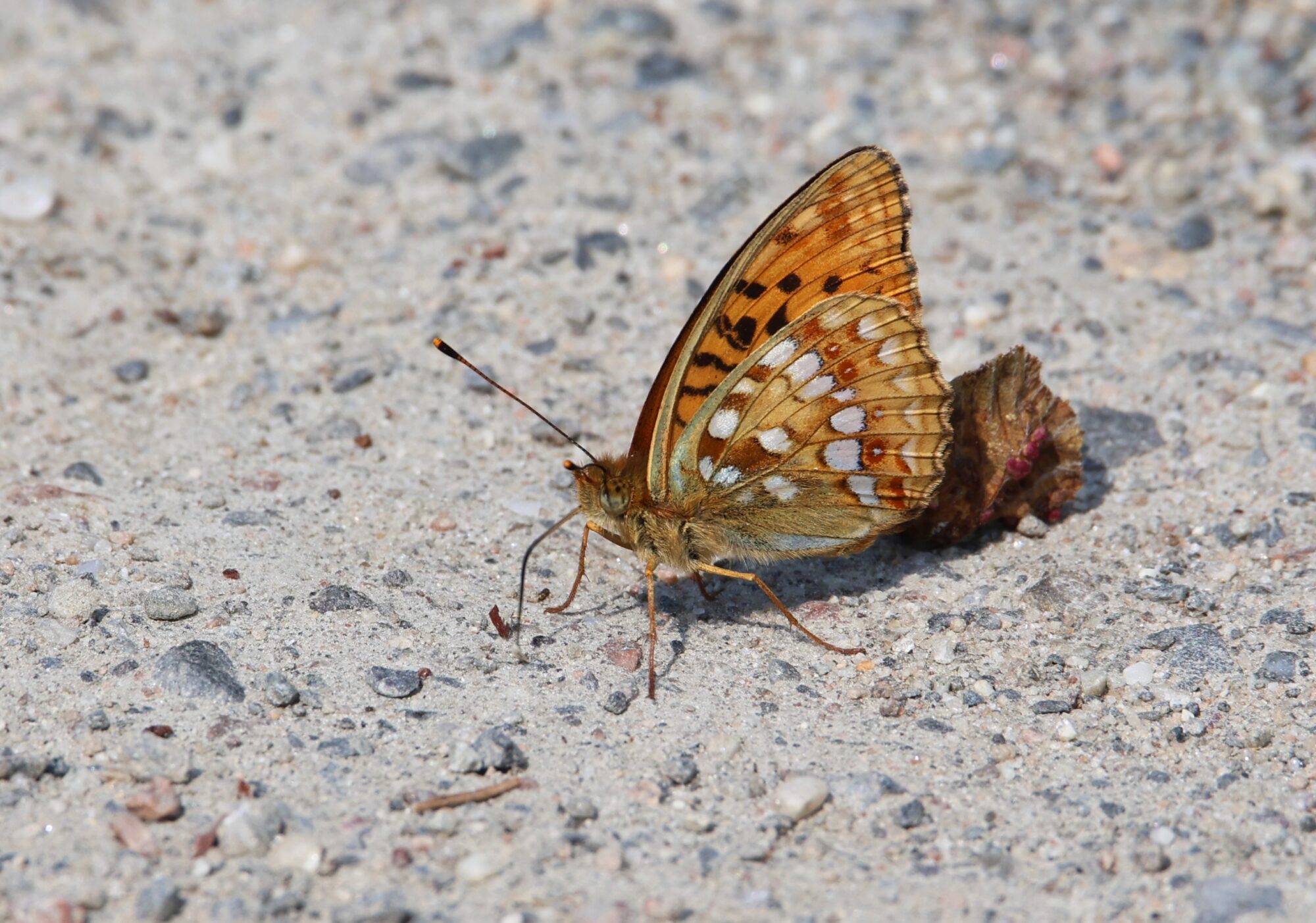 Valokuvaaja: Jaana Saarelainen
