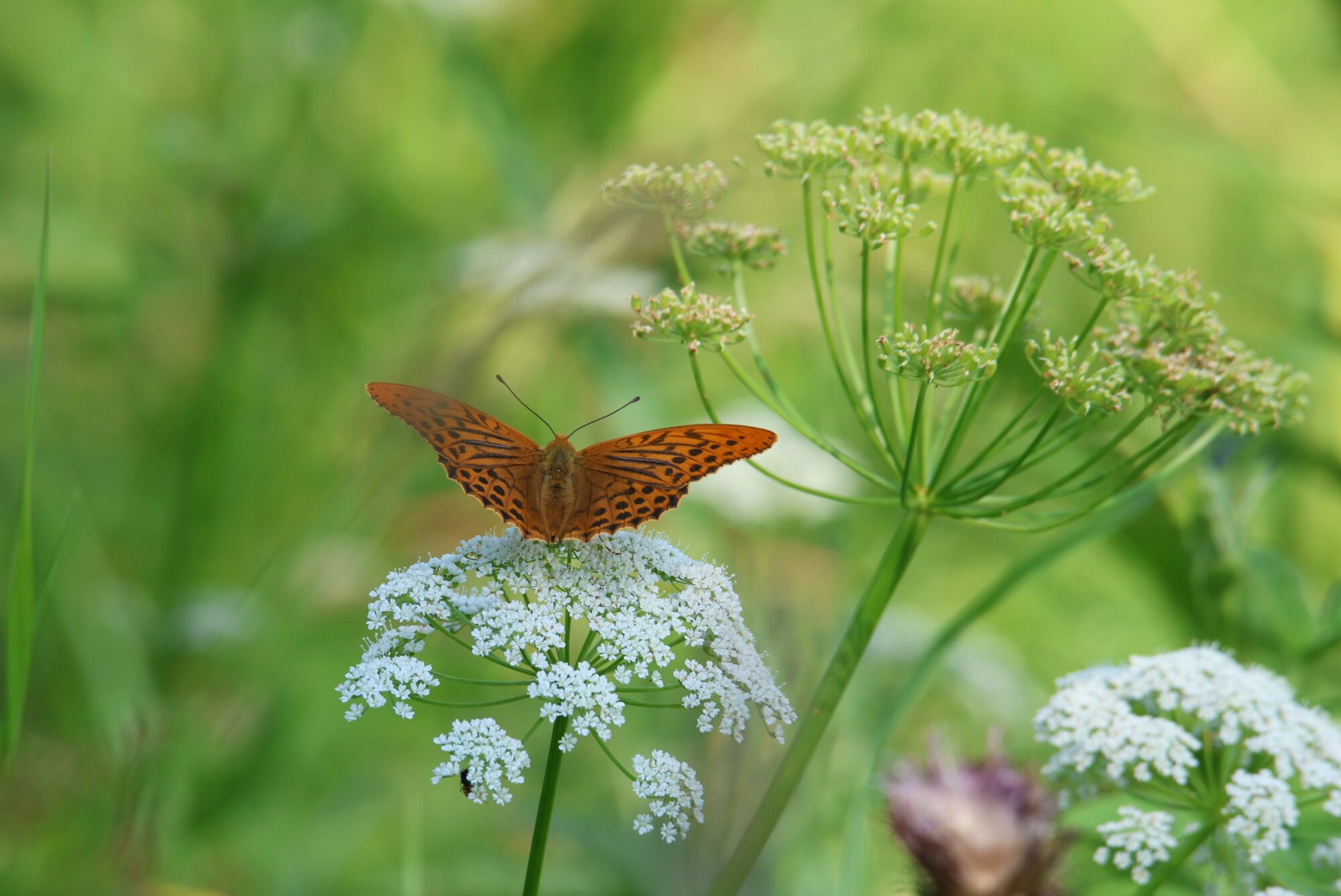 Valokuvaaja: Jaana Saarelainen