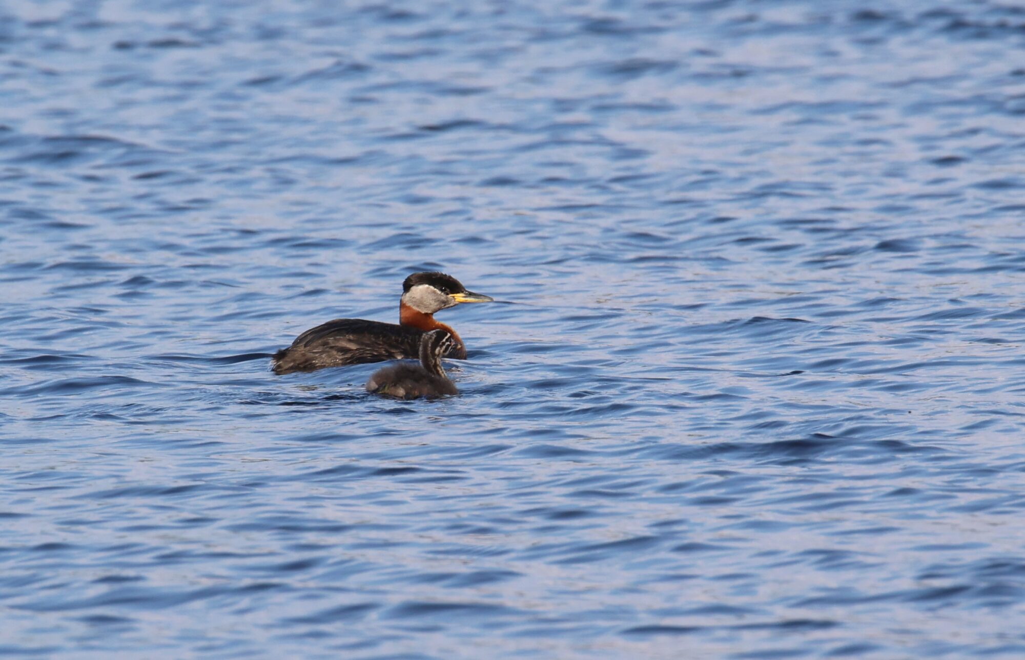 Valokuvaaja: Jaana Saarelainen