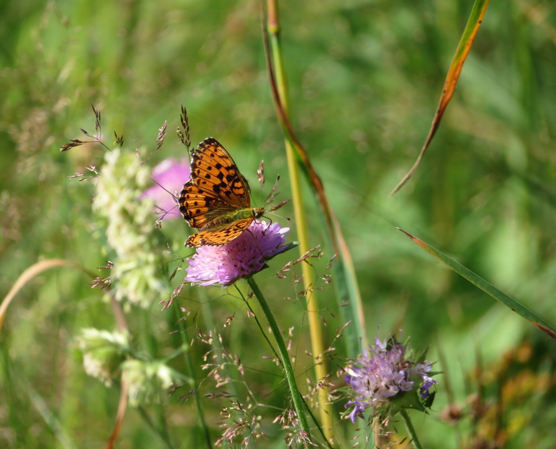 Valokuvaaja: Laura Veijalainen