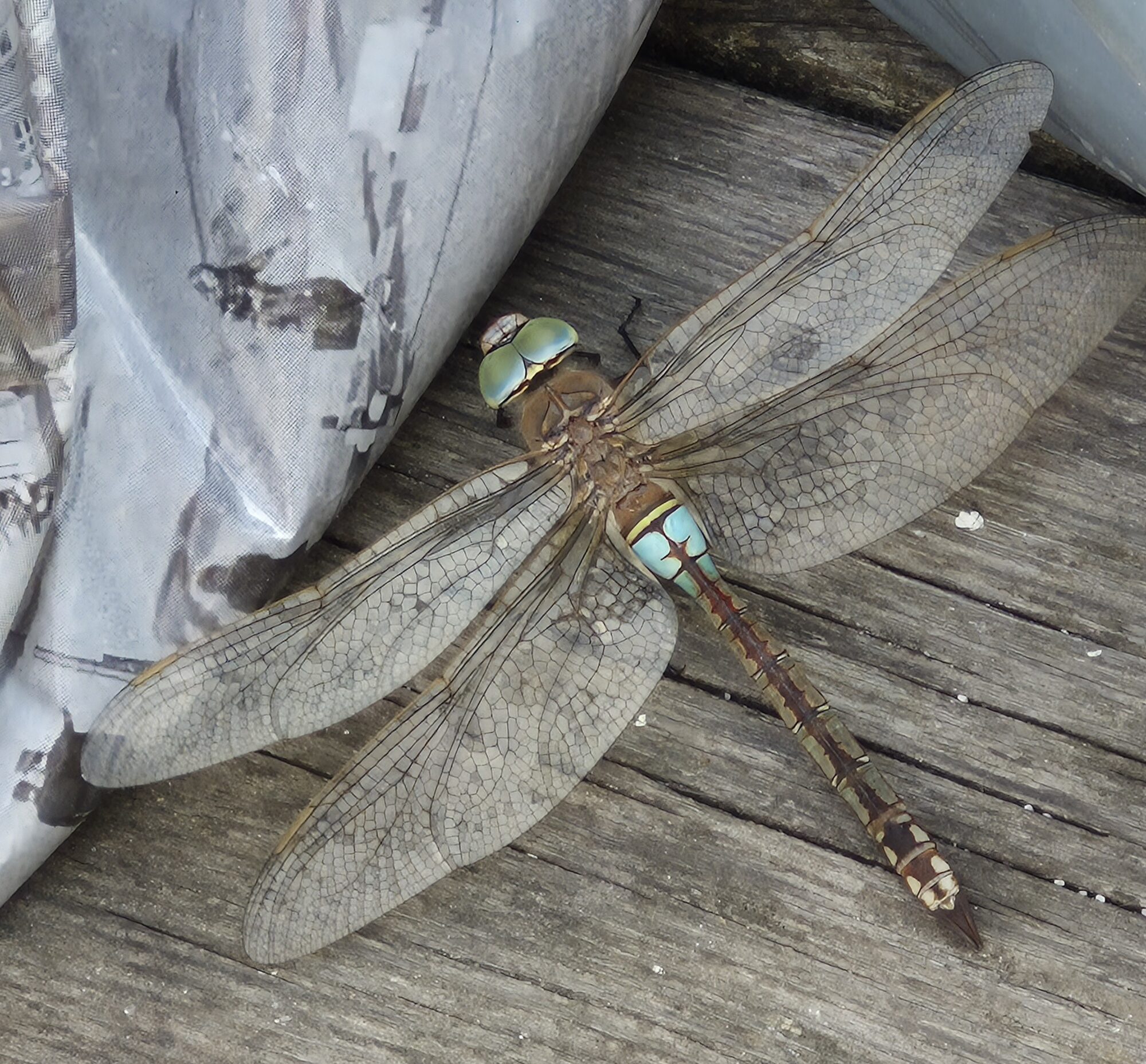 Valokuvaaja: Päivi Järvinen