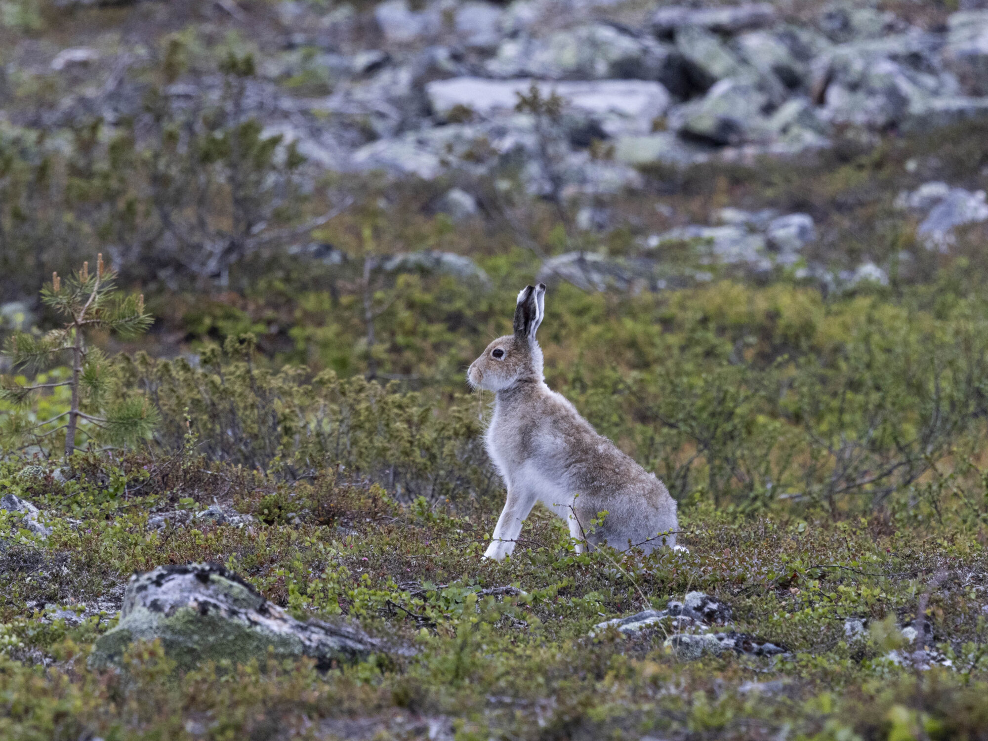 Valokuvaaja: Hannu Tikkanen