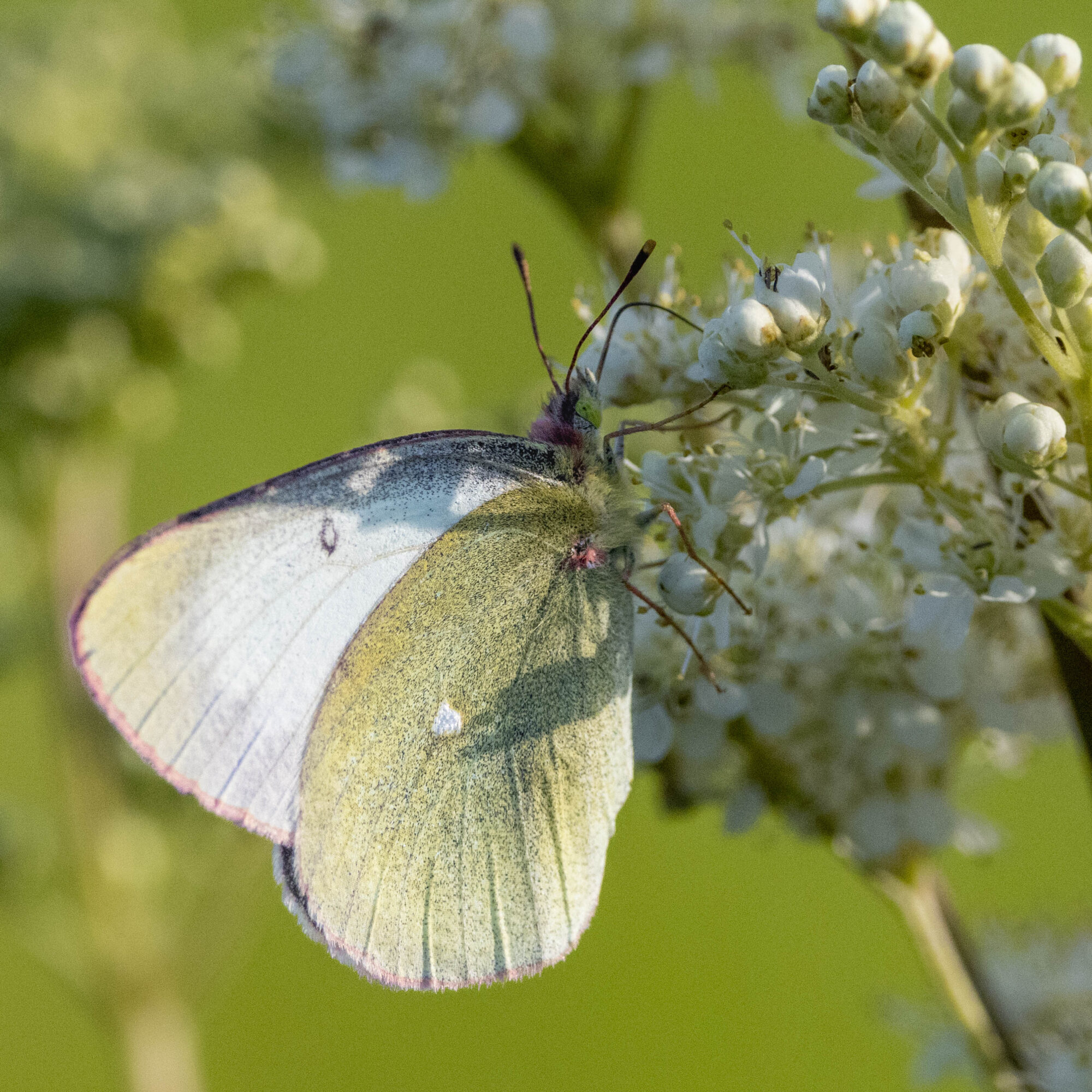 Valokuvaaja: Hannu Tikkanen