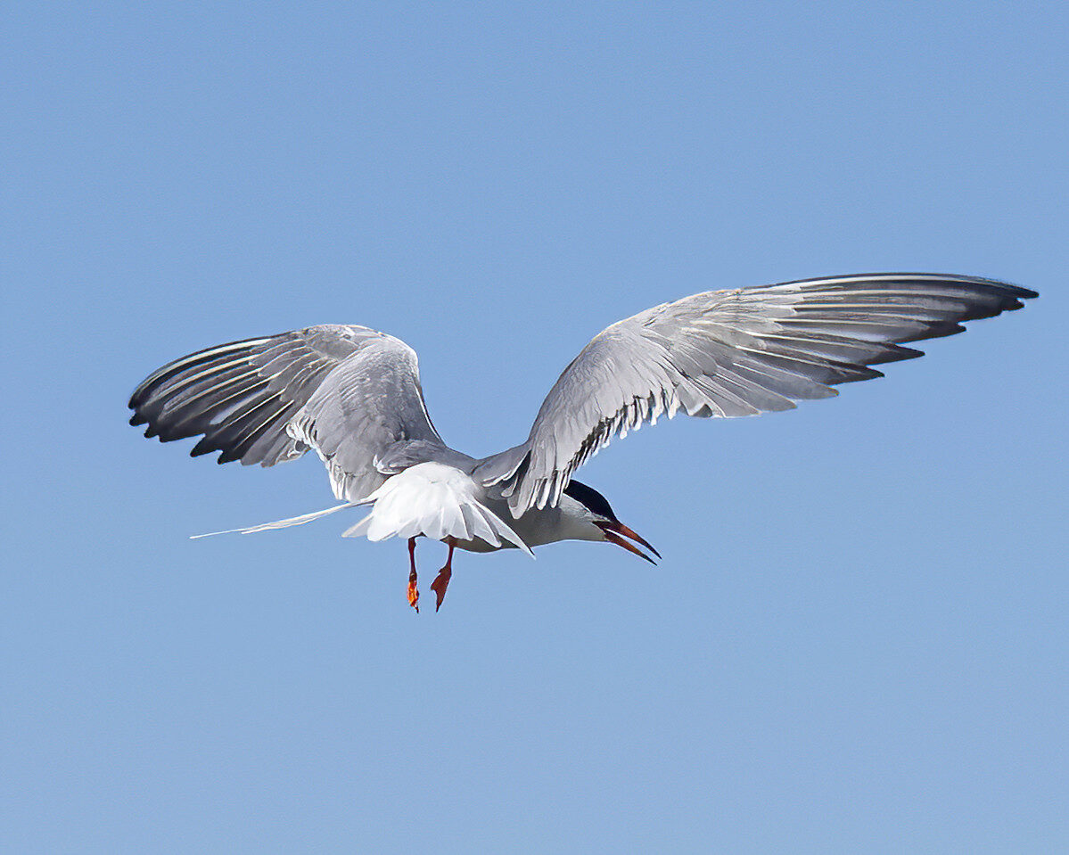 Valokuvaaja: Hannu Tikkanen