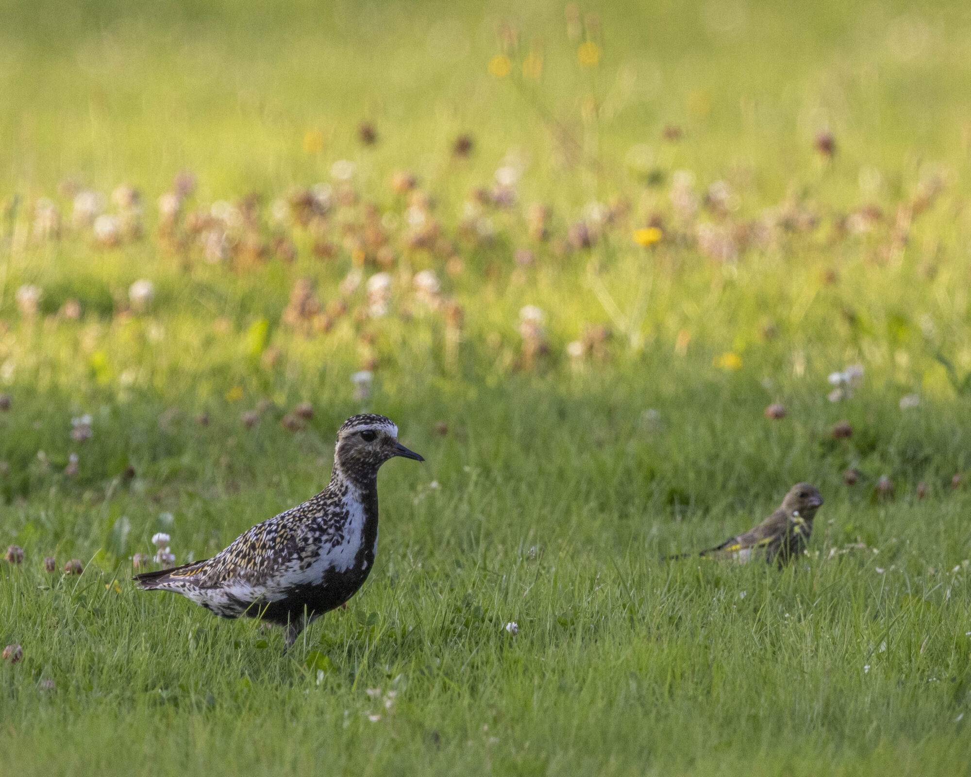 Valokuvaaja: Hannu Tikkanen
