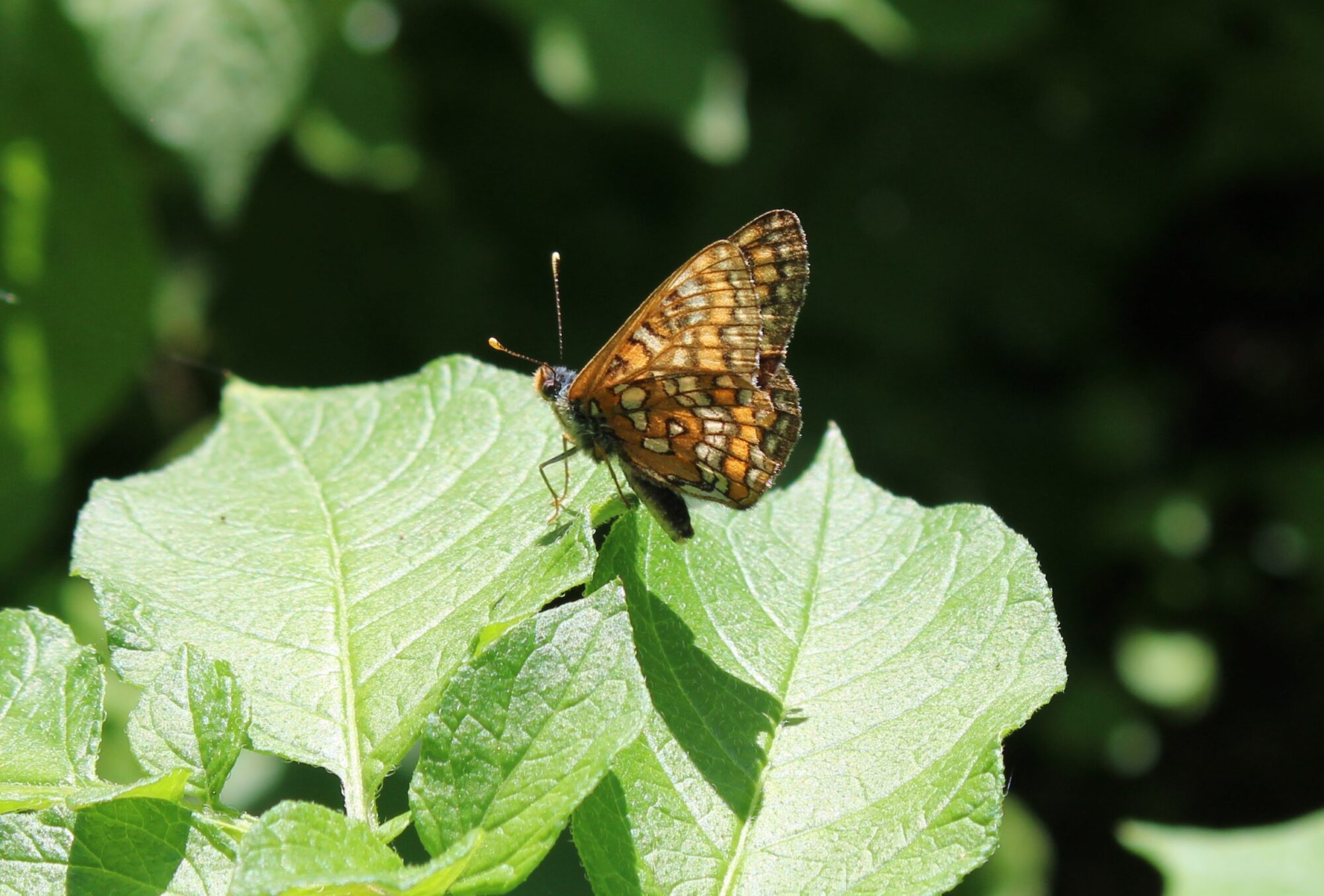 Valokuvaaja: Anja Mustamaa