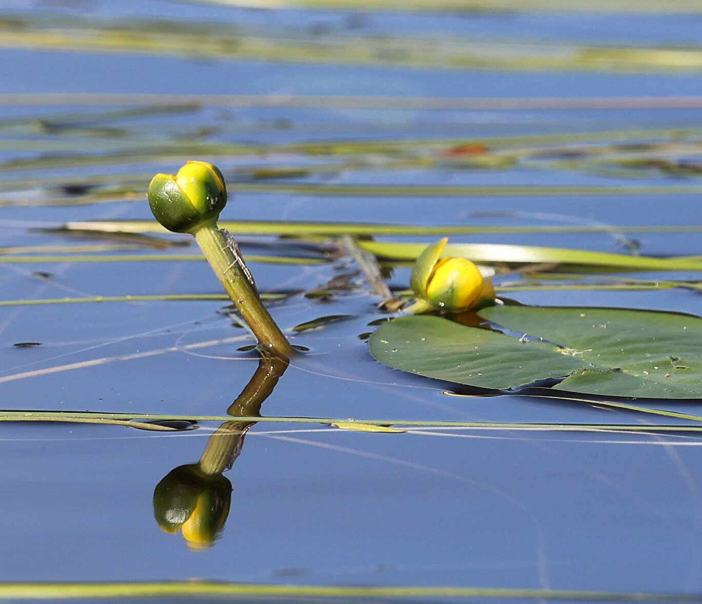 Valokuvaaja: Irma Kortekallio