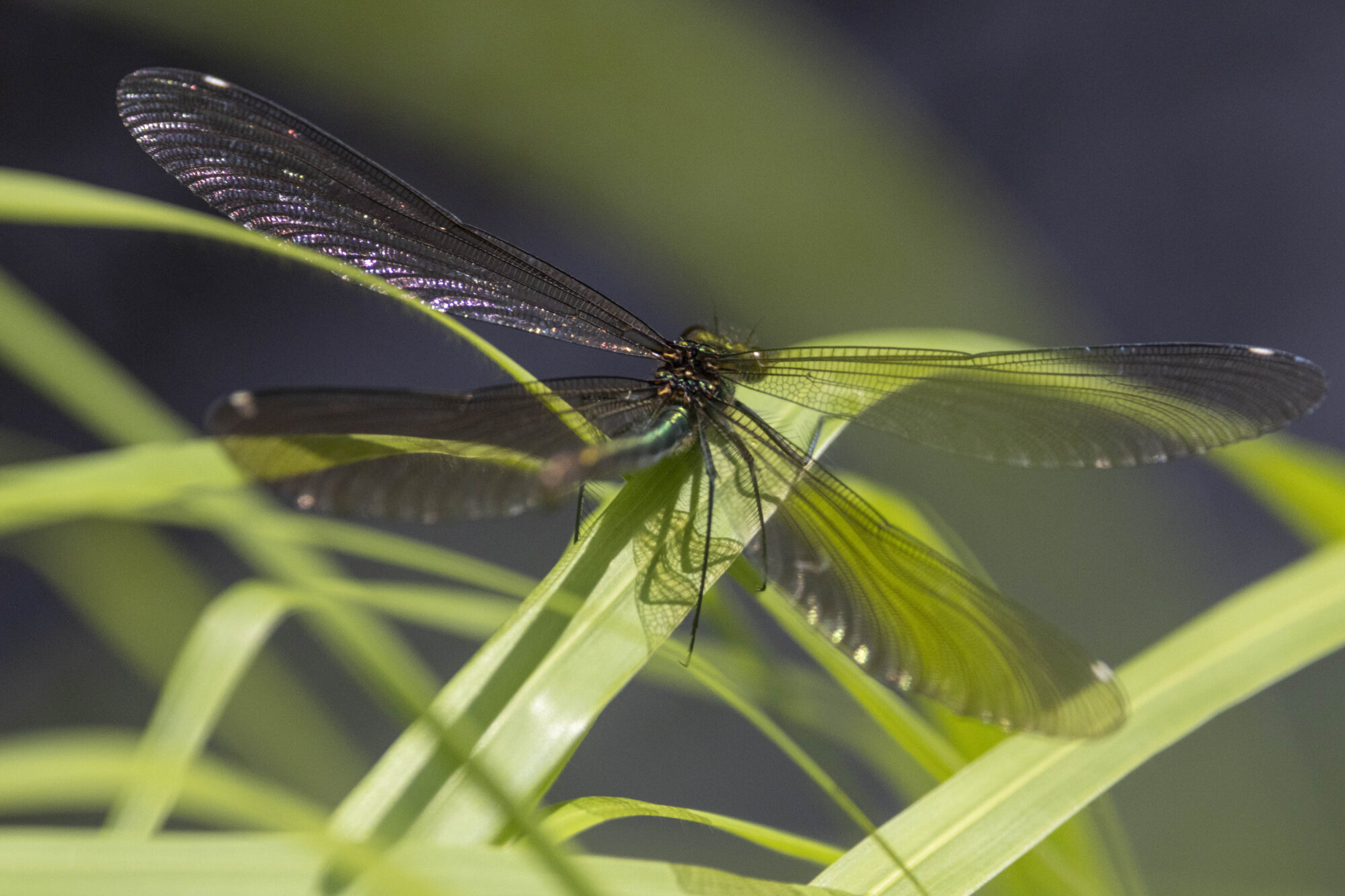 Valokuvaaja: Hannu Tikkanen