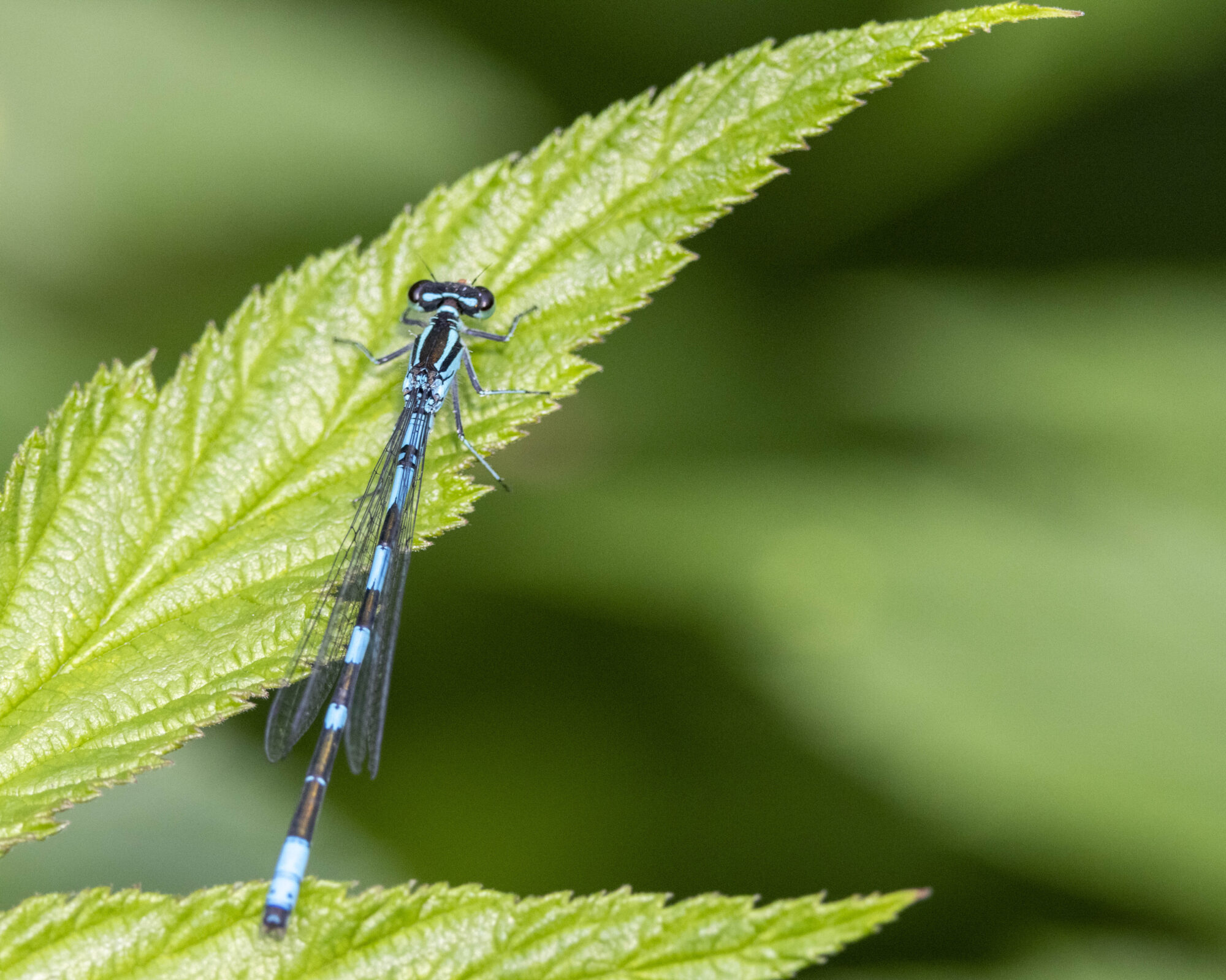 Valokuvaaja: Hannu Tikkanen