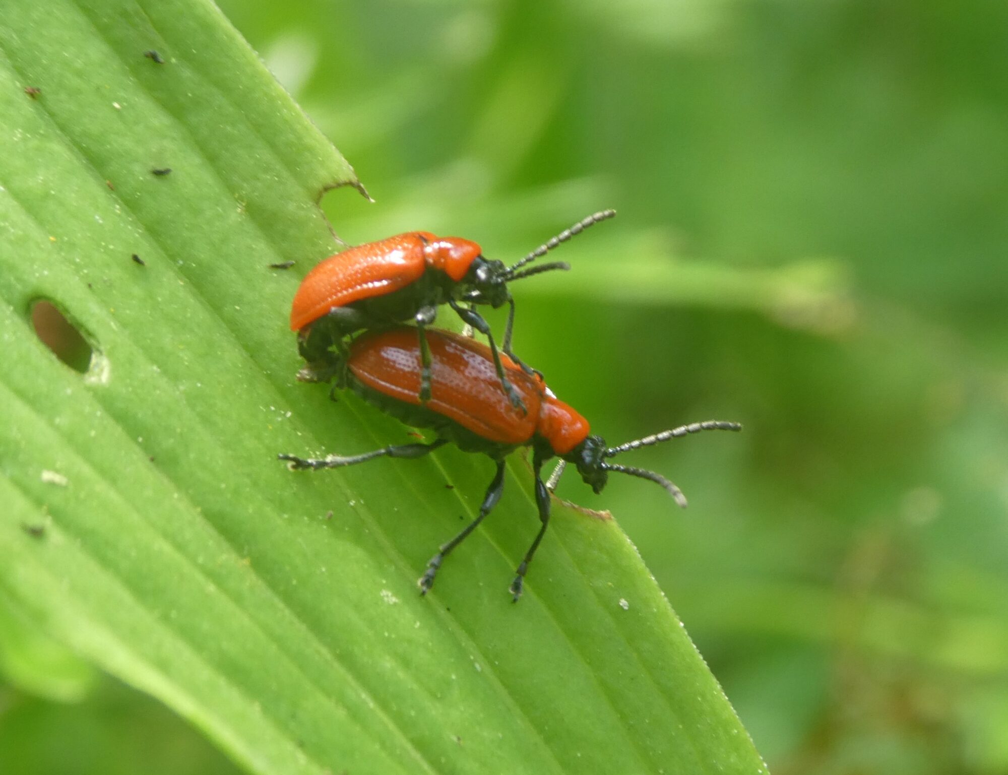 Valokuvaaja: Anja Mustamaa