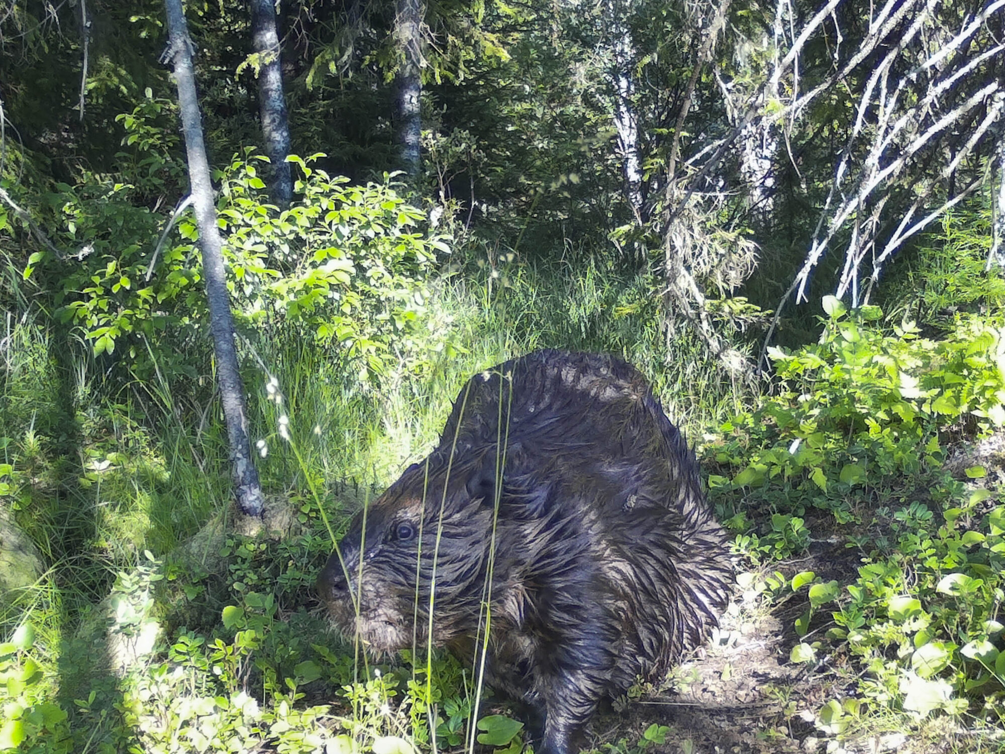 Valokuvaaja: Hannu Tikkanen