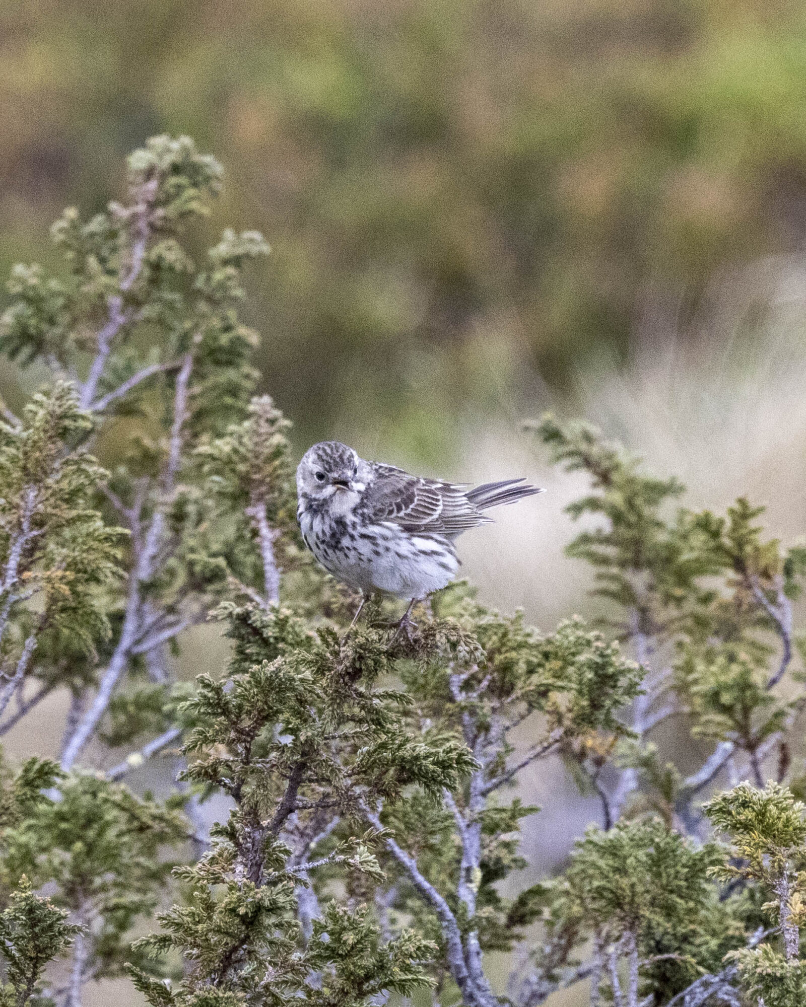 Valokuvaaja: Hannu Tikkanen