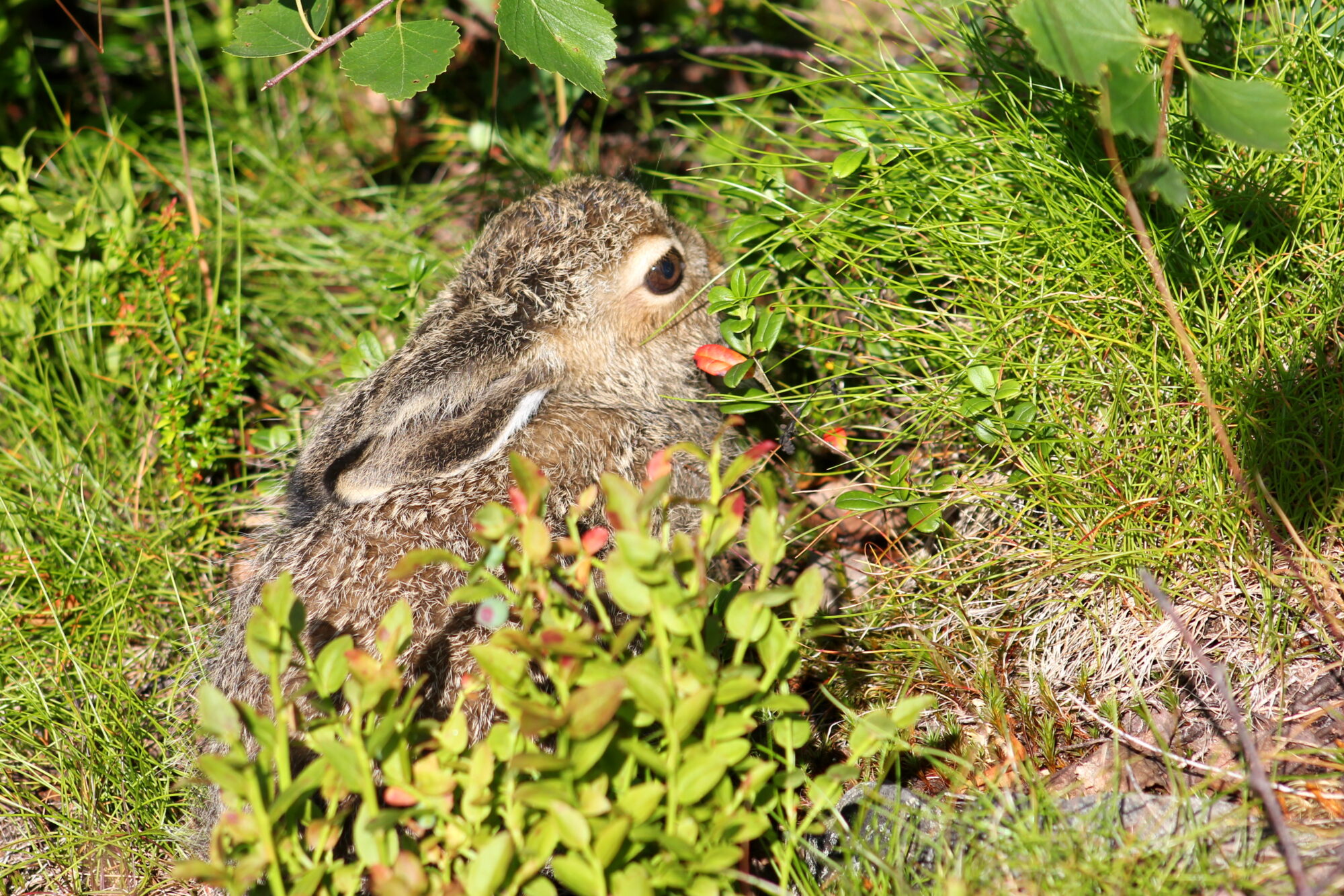 Valokuvaaja: Kaarlo Asikainen