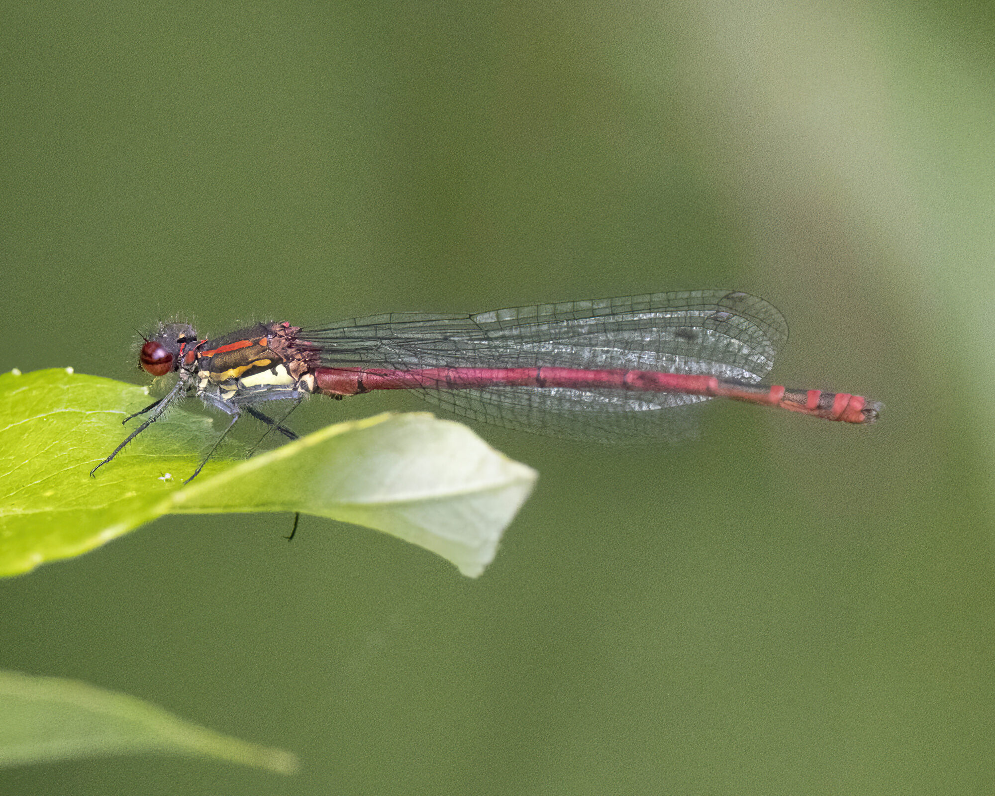 Valokuvaaja: Hannu Tikkanen