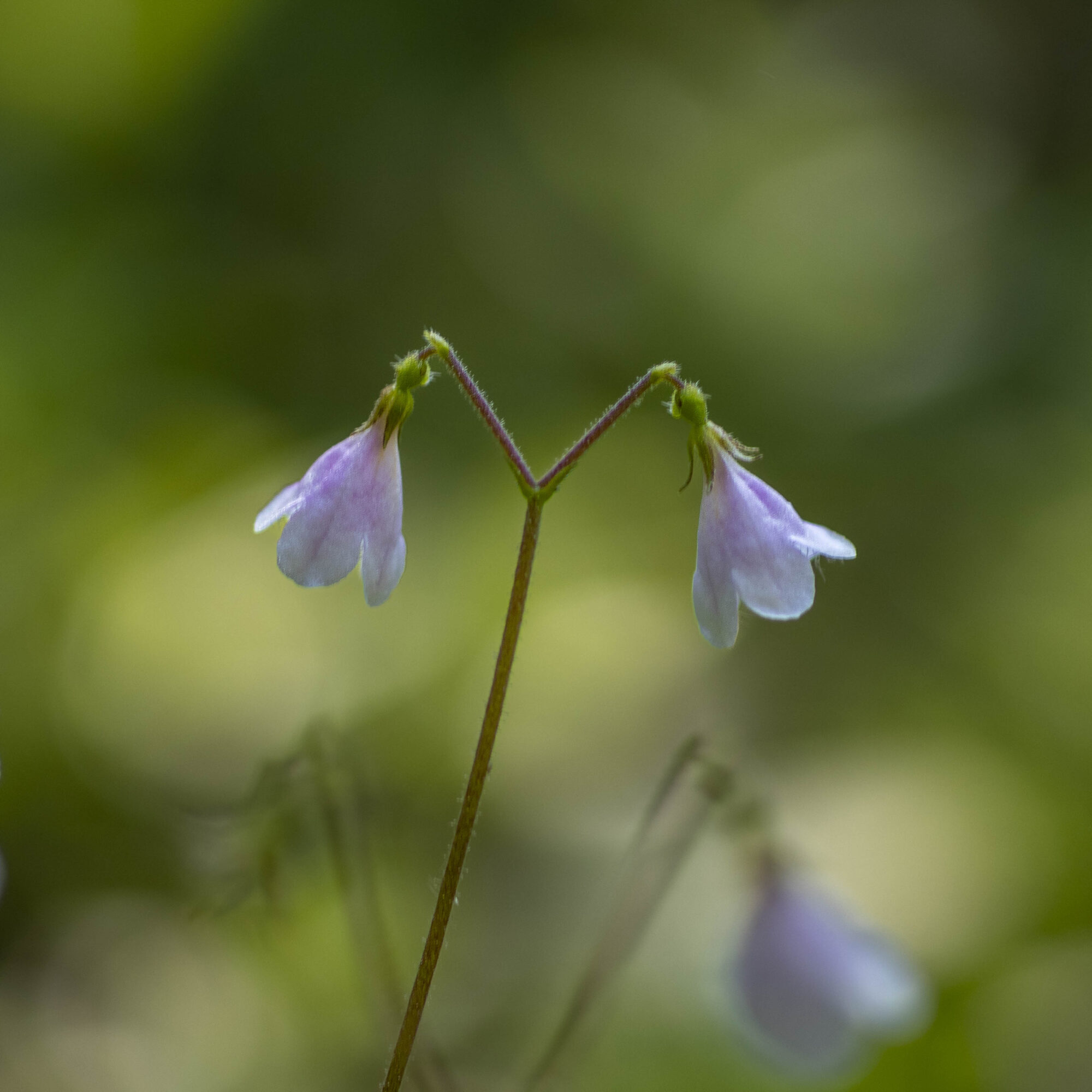 Valokuvaaja: Hannu Tikkanen