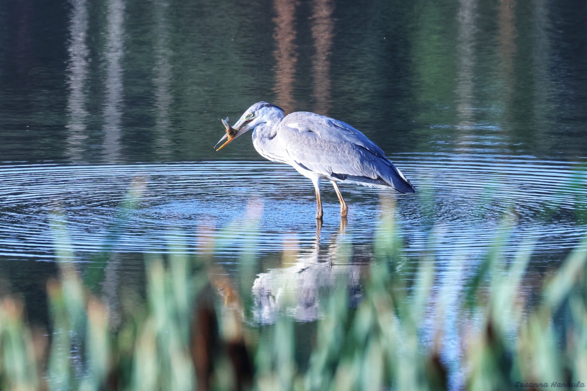 Valokuvaaja: Susanna Hannula