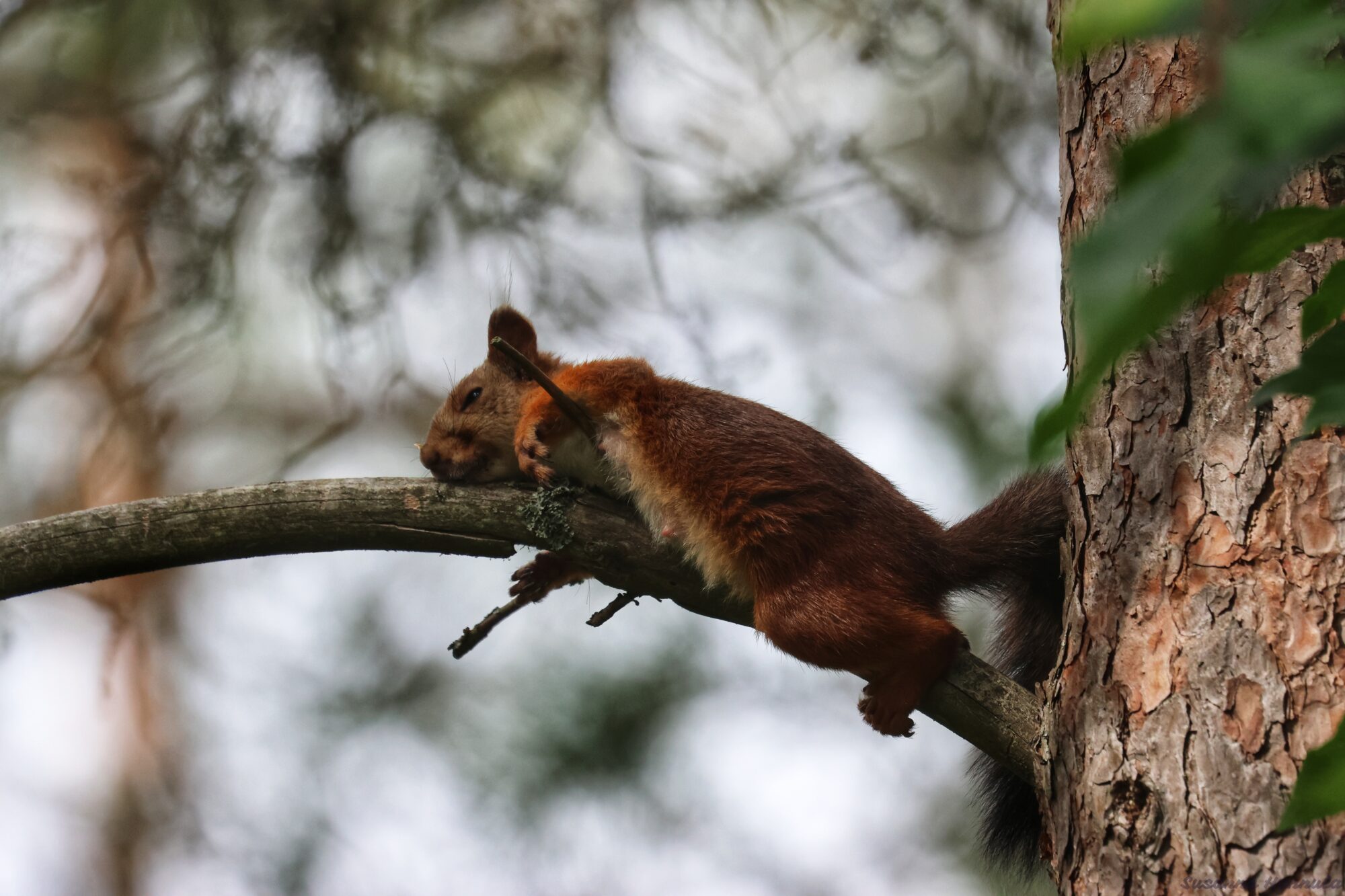 Valokuvaaja: Susanna Hannula