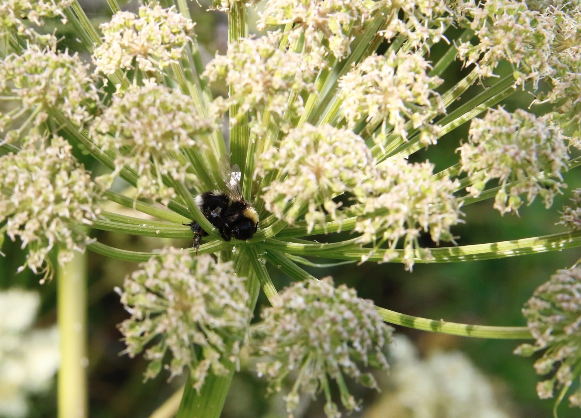 Valokuvaaja: Tuomas Lessman