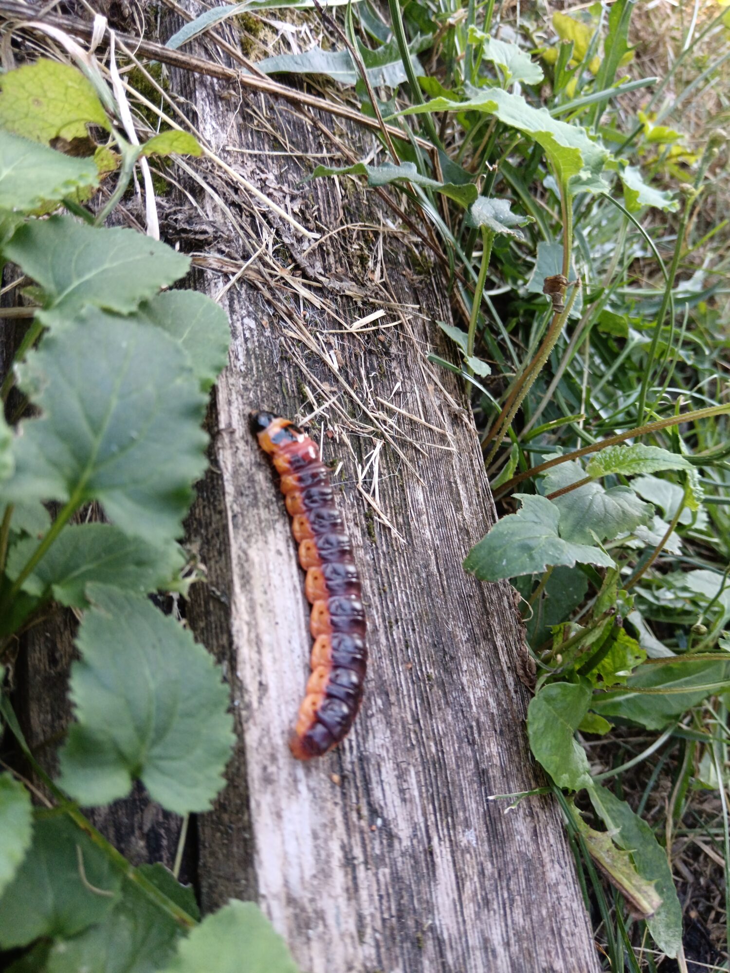 Valokuvaaja: Saija Nissinen