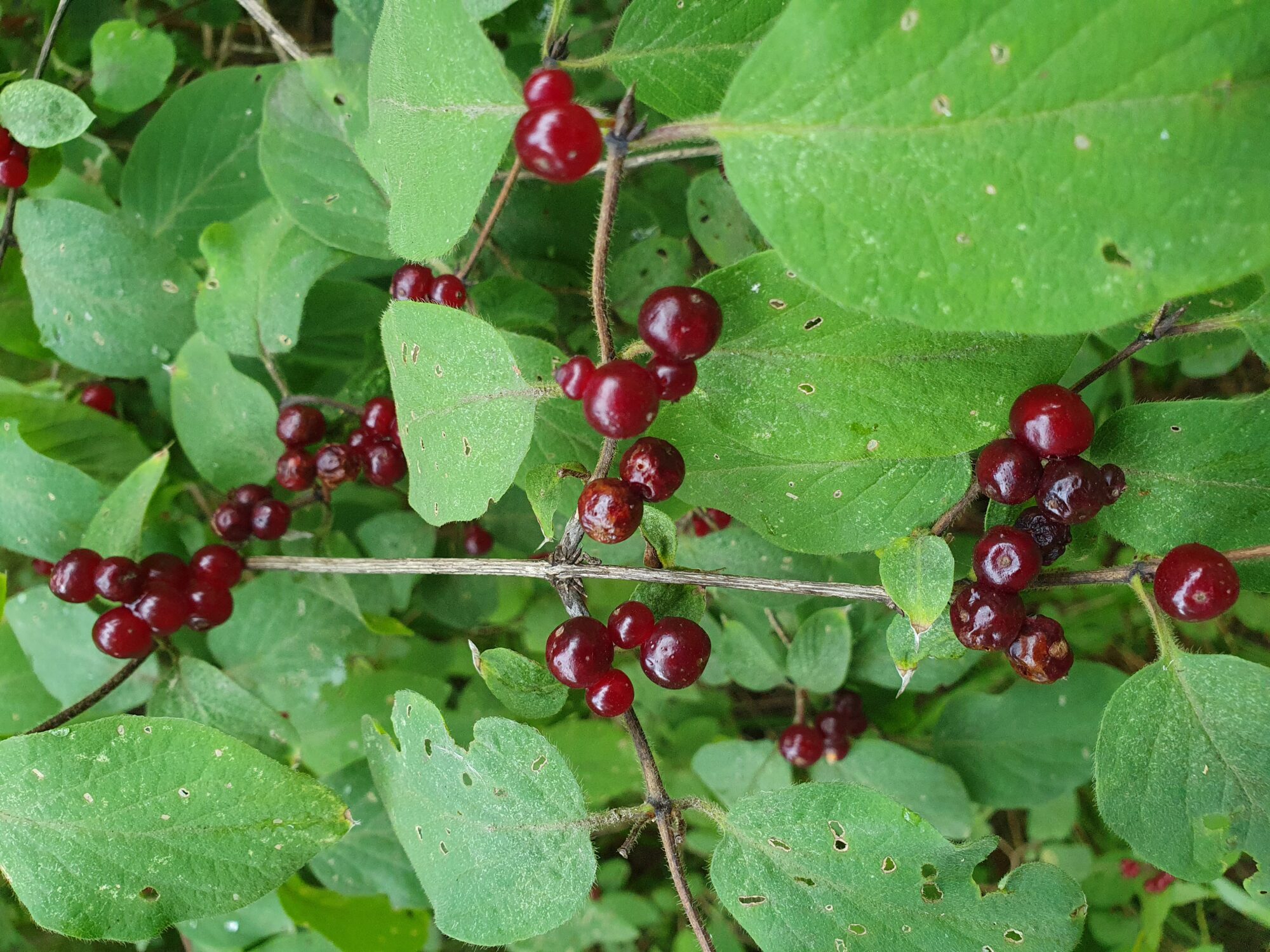 Valokuvaaja: Pirkko Tuulihovi