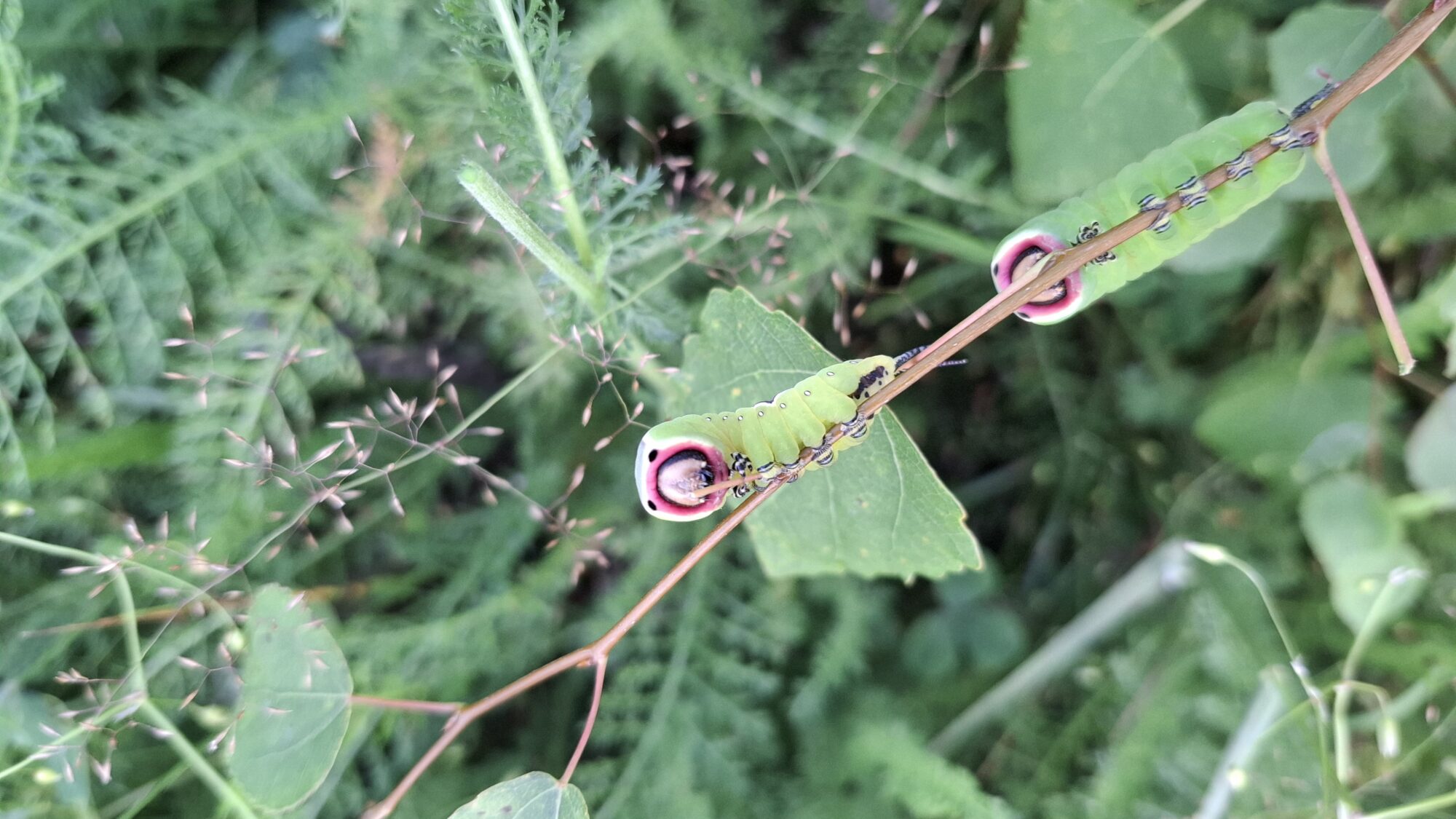 Valokuvaaja: Susanna Hannula