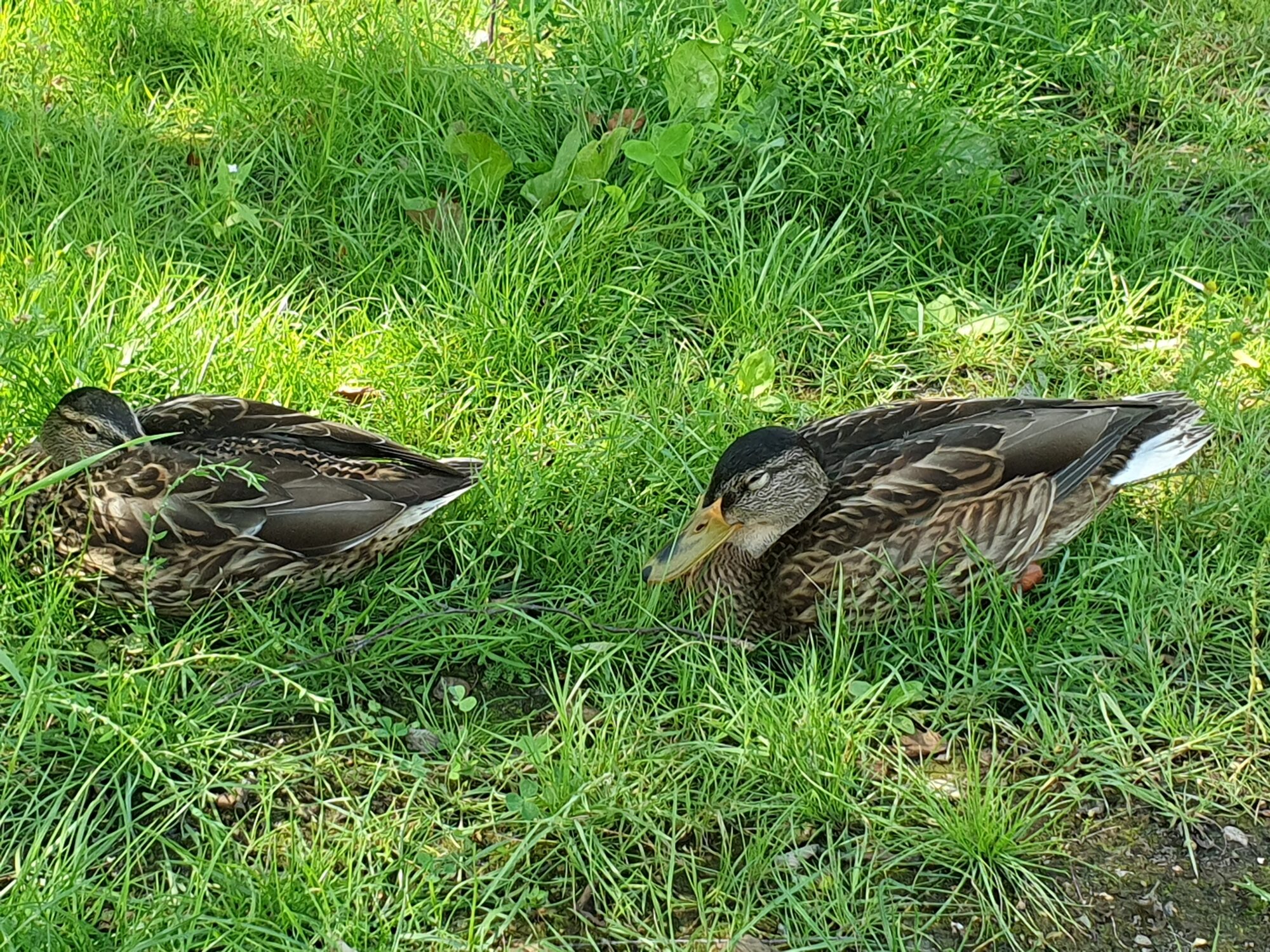 Valokuvaaja: Pirkko Tuulihovi