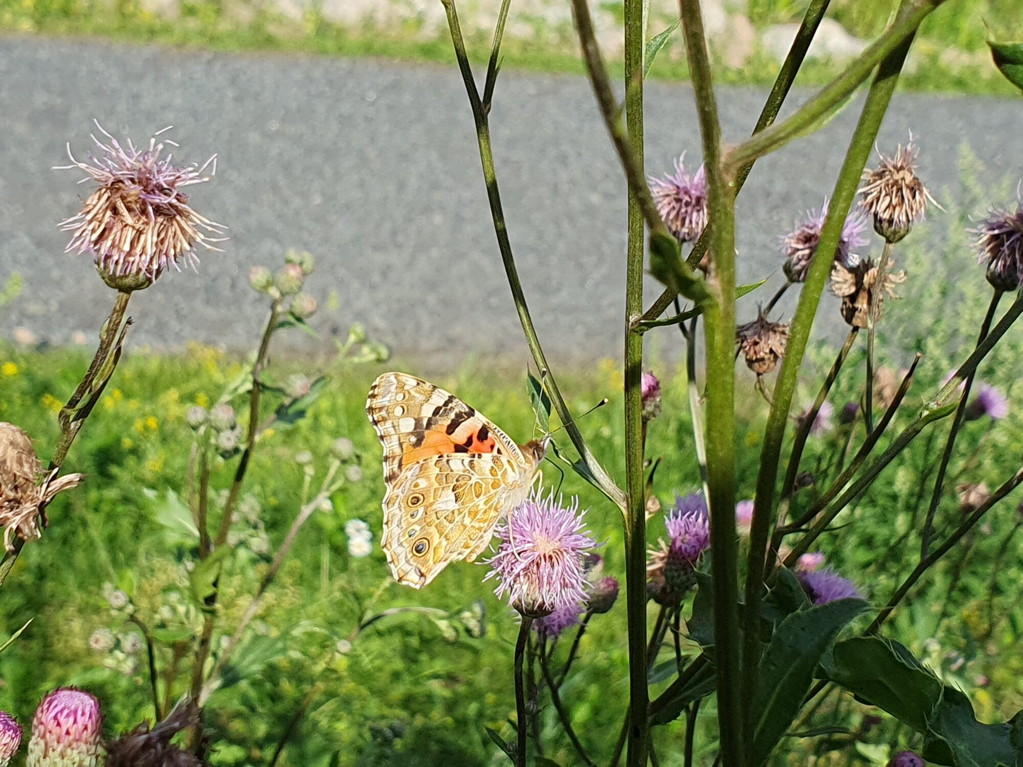 Valokuvaaja: Pirkko Tuulihovi