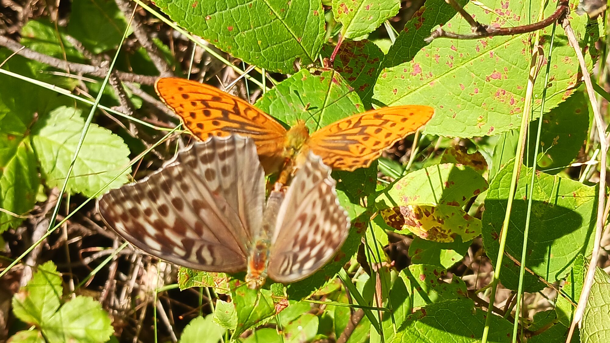 Valokuvaaja: Kristiina Boström