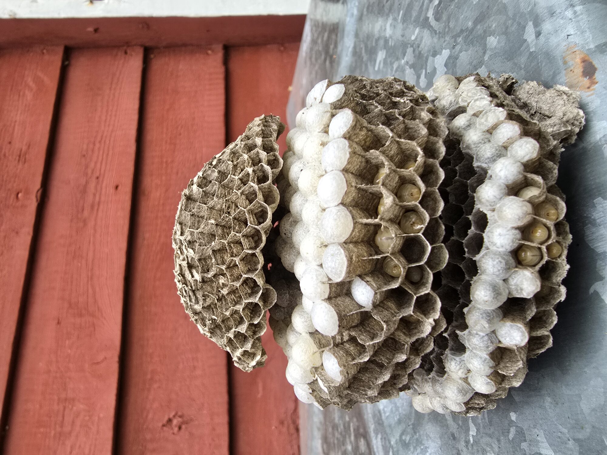 Valokuvaaja: Mari Koskenhely