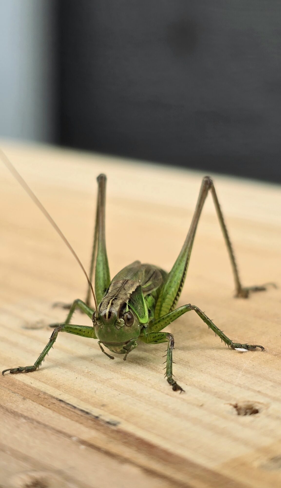 Valokuvaaja: Rosa Lindgren