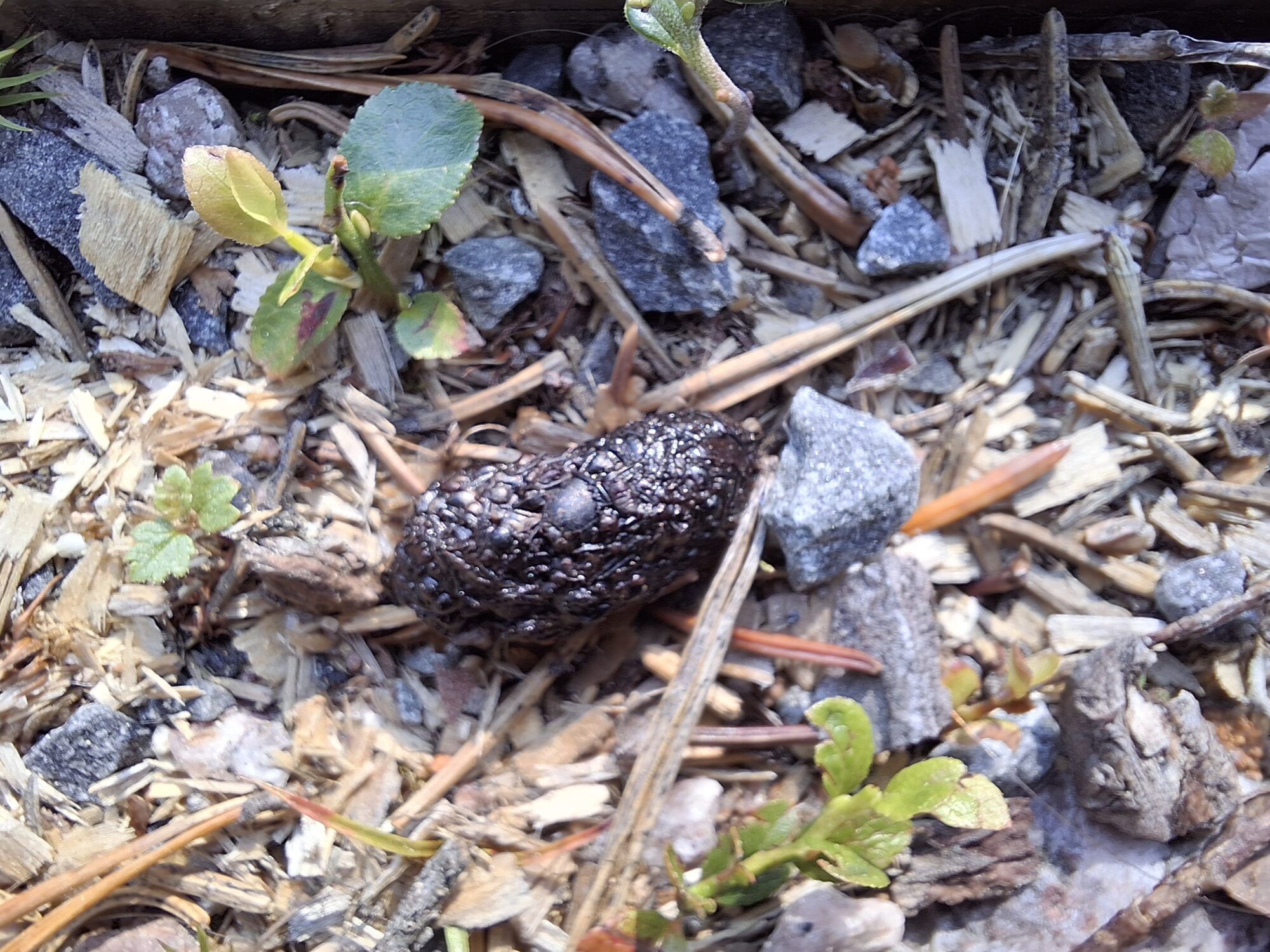 Valokuvaaja: Hannele Viitanen