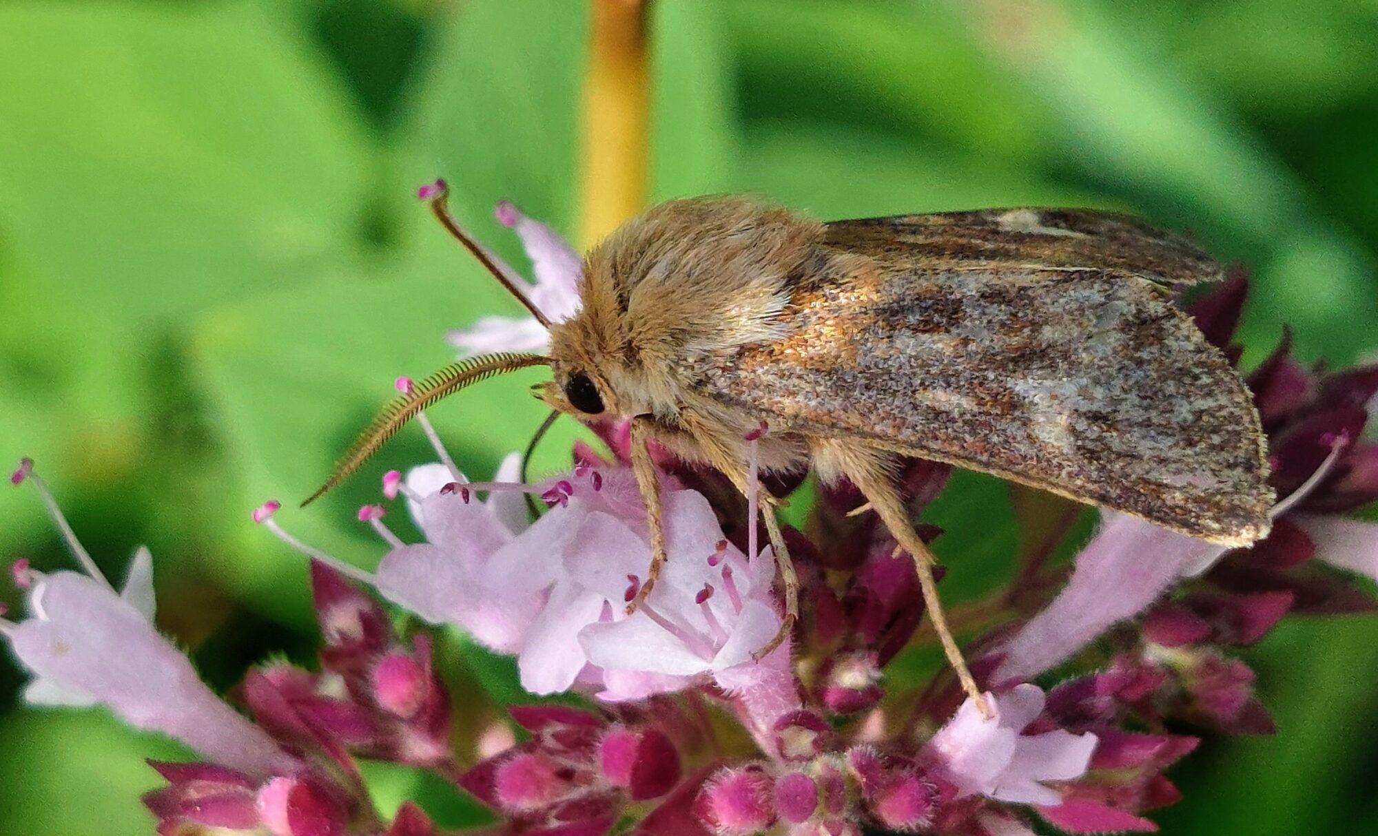 Valokuvaaja: Tarja Naukkarinen