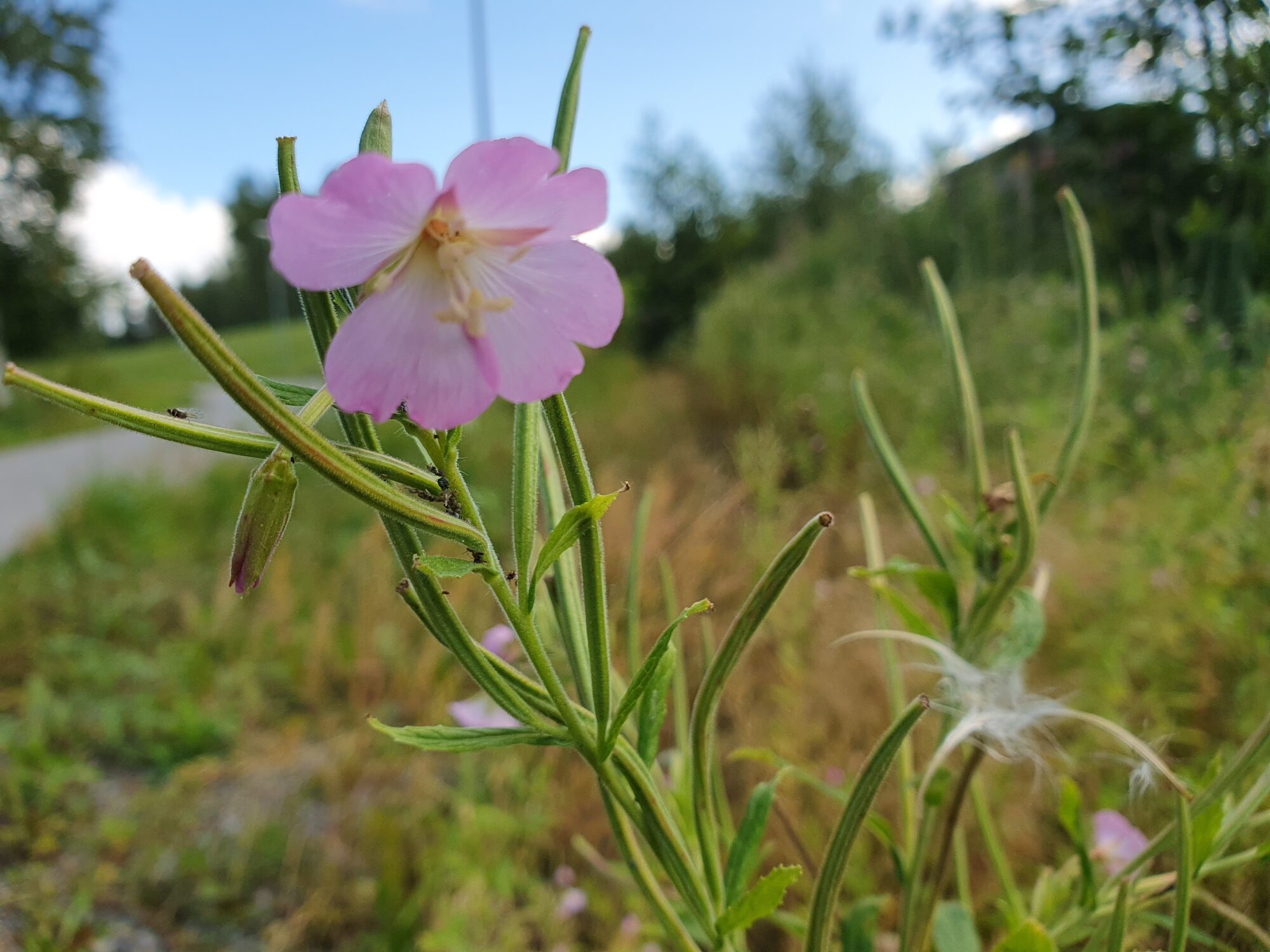Valokuvaaja: Pirkko Tuulihovi