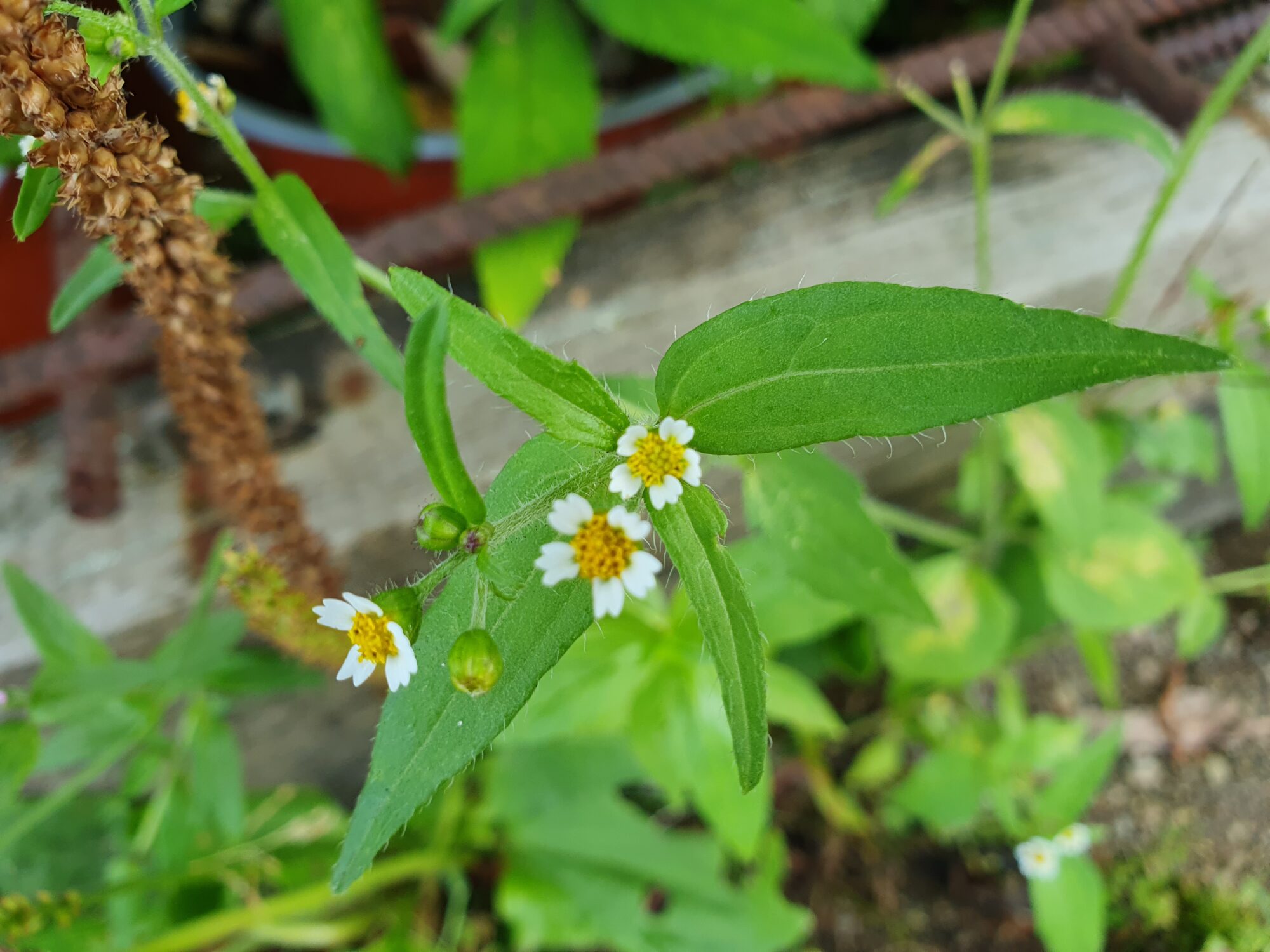 Valokuvaaja: Pirkko Tuulihovi