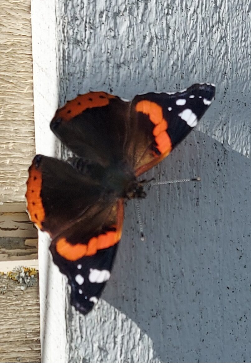 Valokuvaaja: Seppo Linnakoski