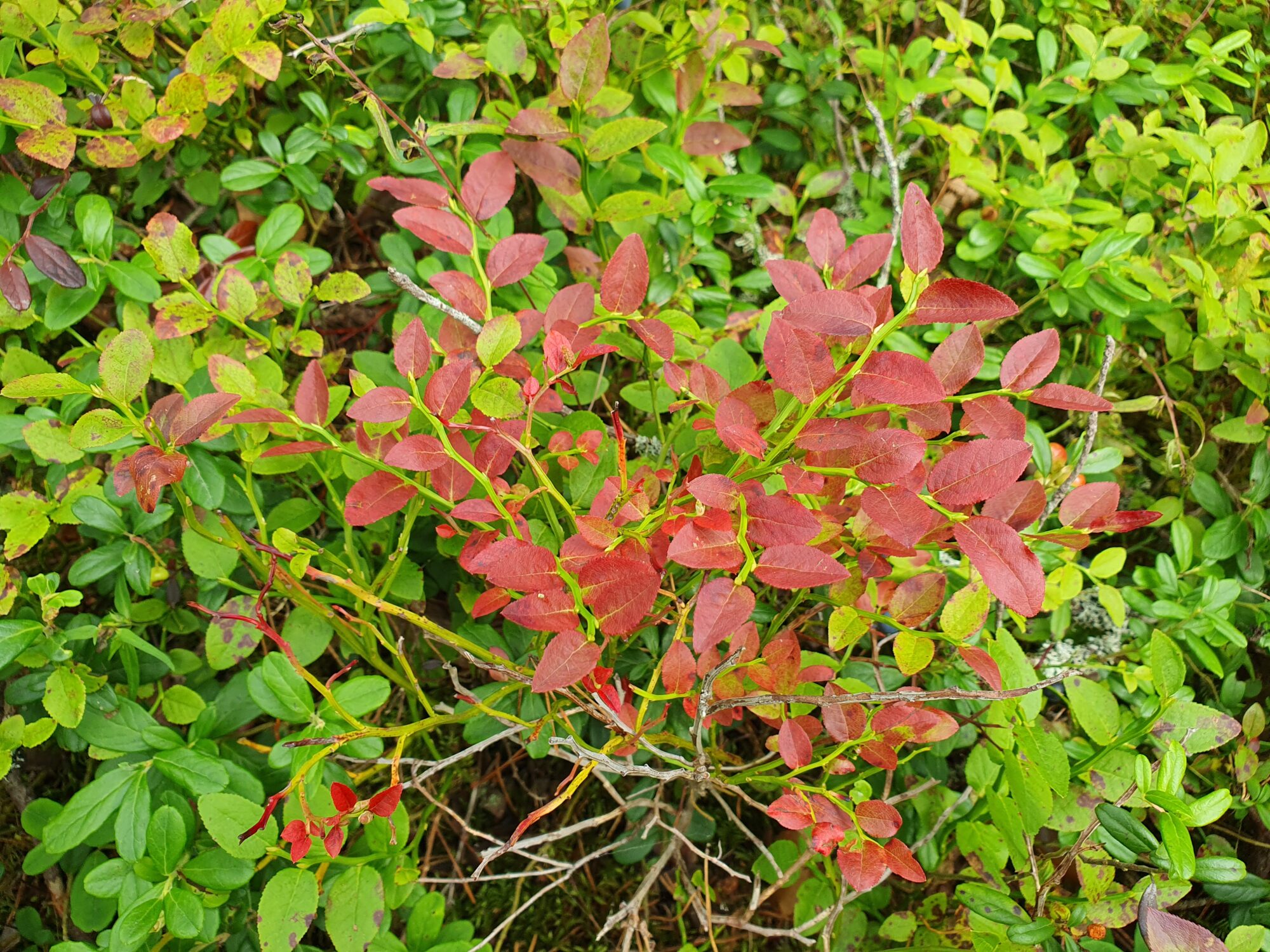 Valokuvaaja: Pirkko Tuulihovi