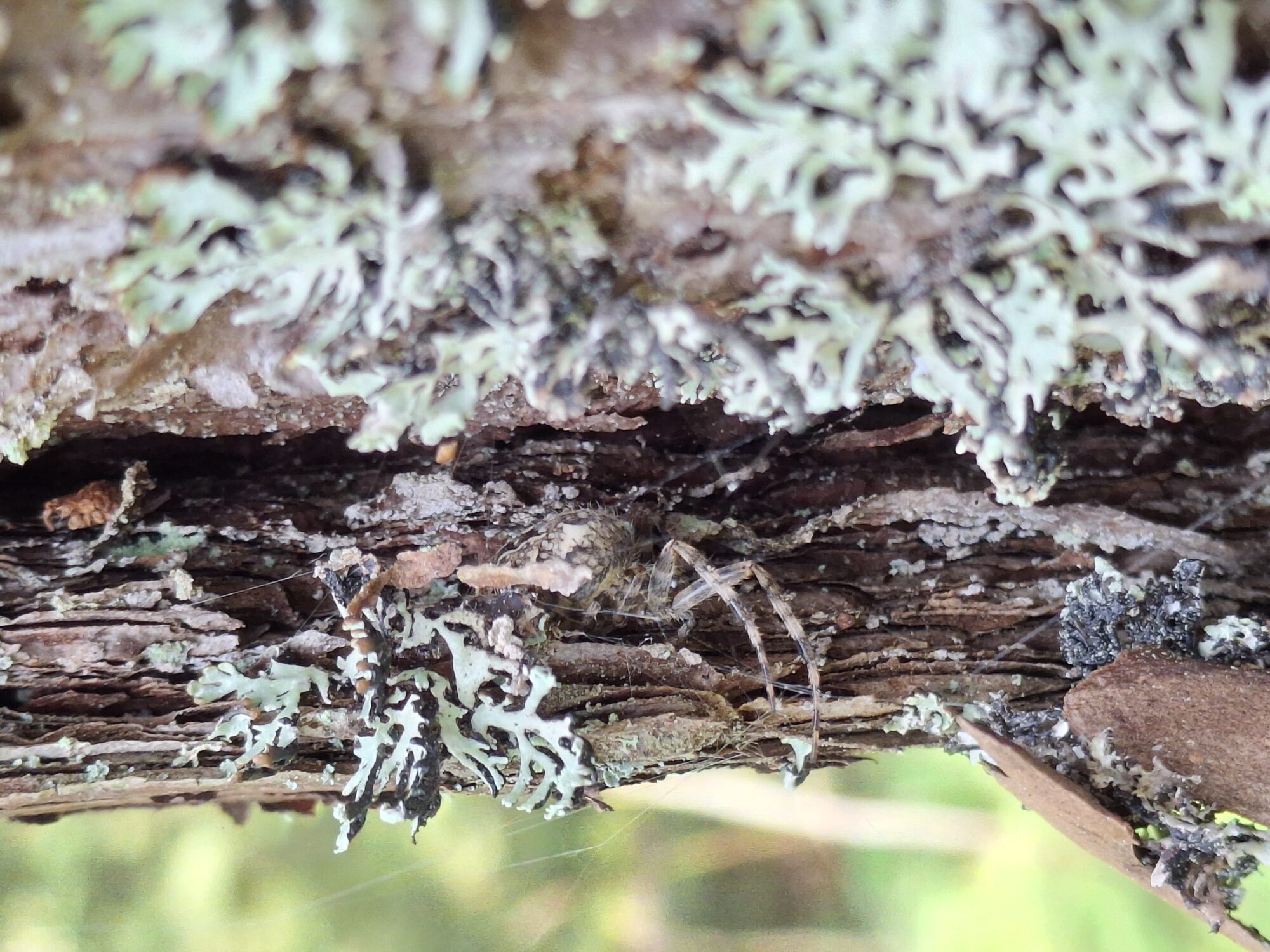 Valokuvaaja: Satu Suuntala