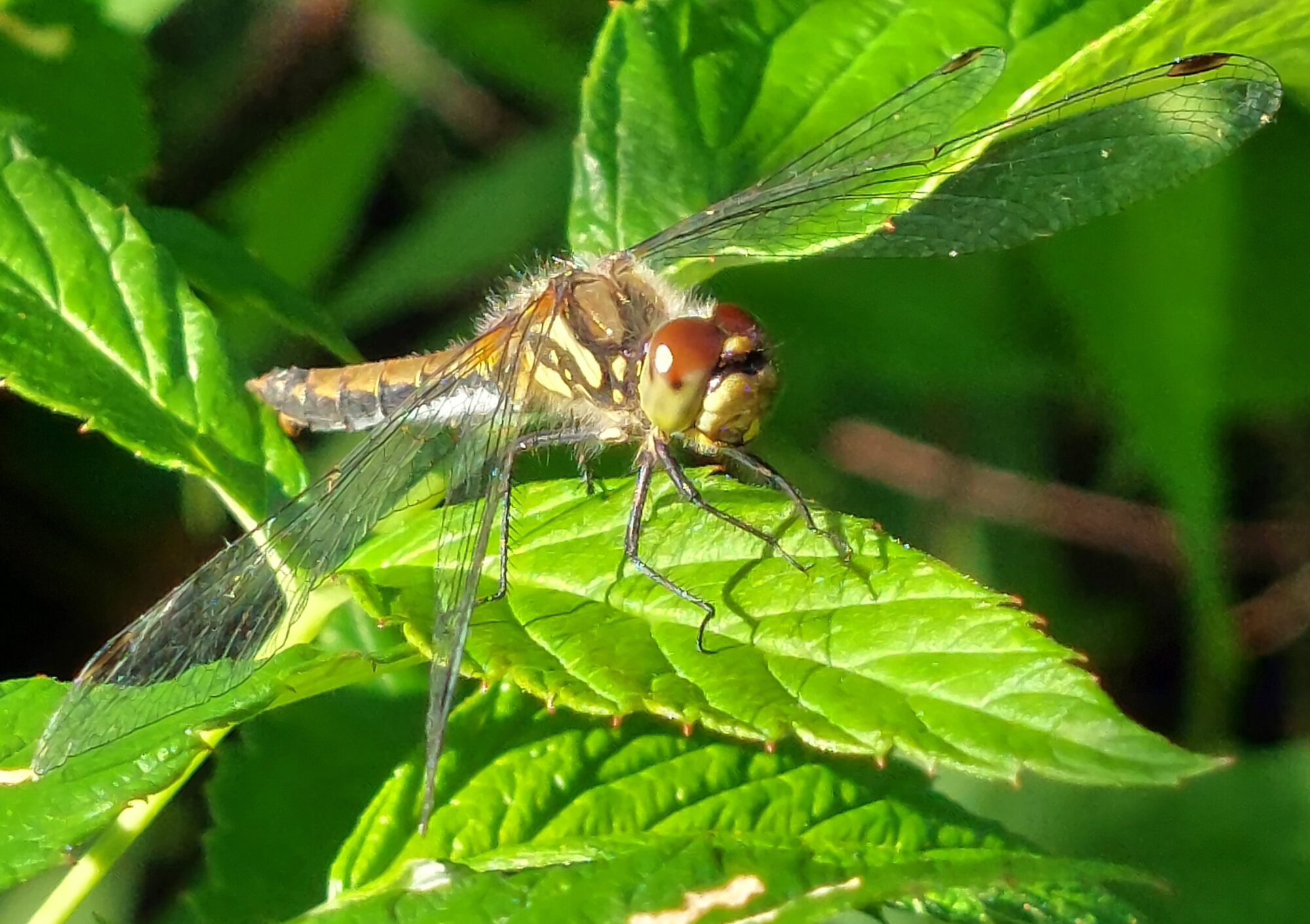 Valokuvaaja: Tarja Naukkarinen