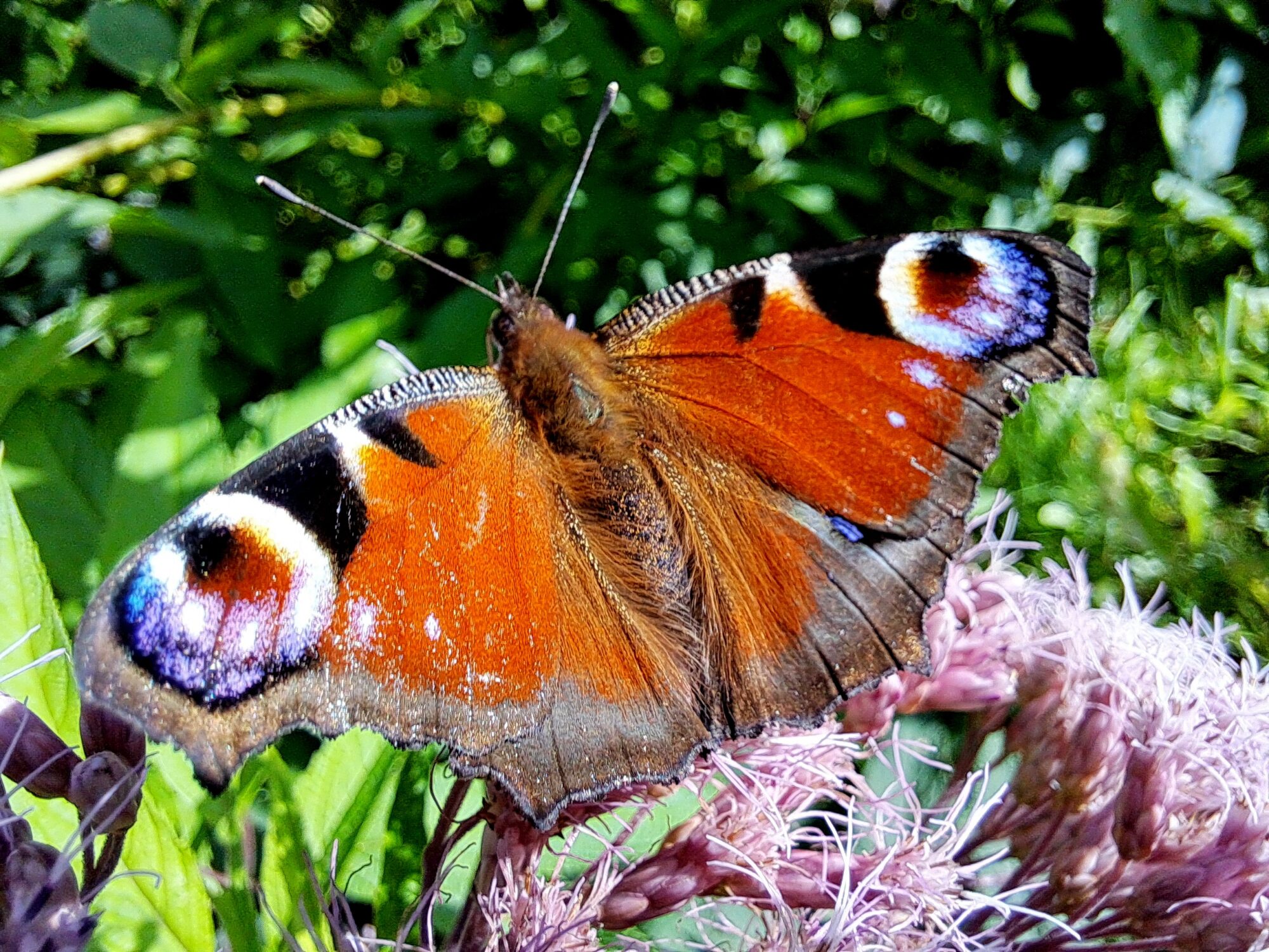 Valokuvaaja: Irja Lehtinen
