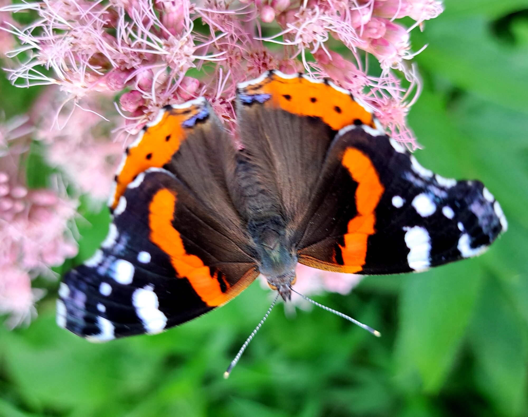 Valokuvaaja: Irja Lehtinen