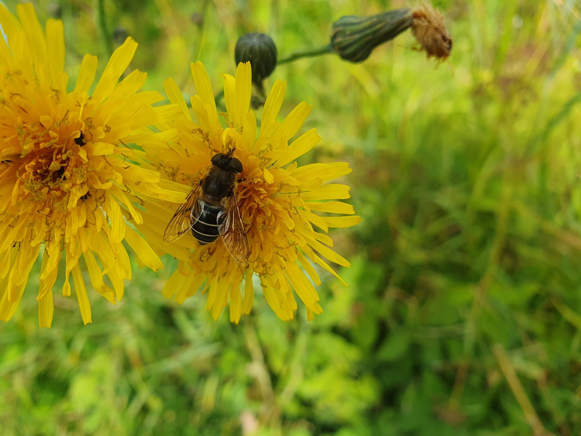 Valokuvaaja: Pirkko Tuulihovi