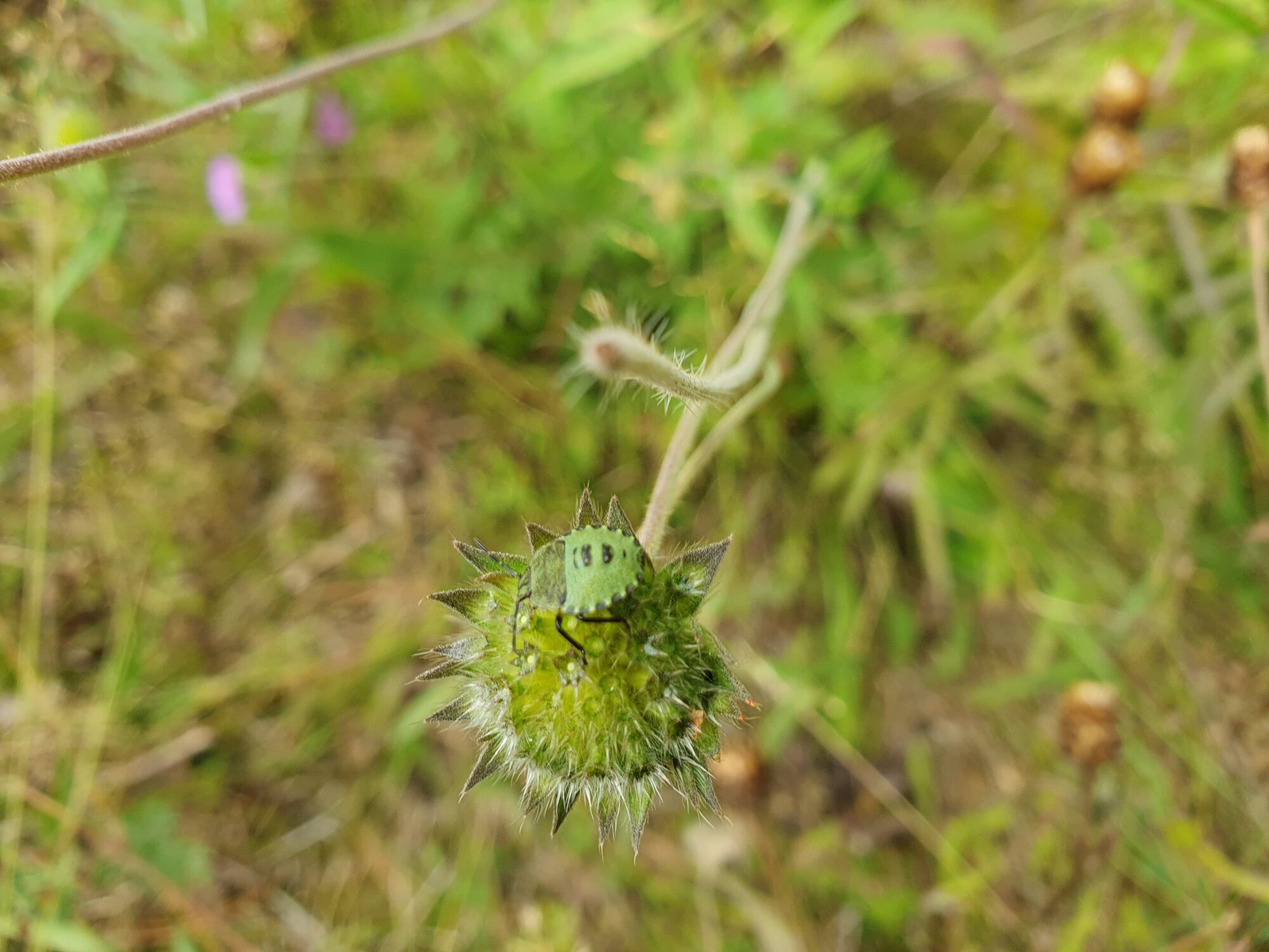 Valokuvaaja: Pirkko Tuulihovi