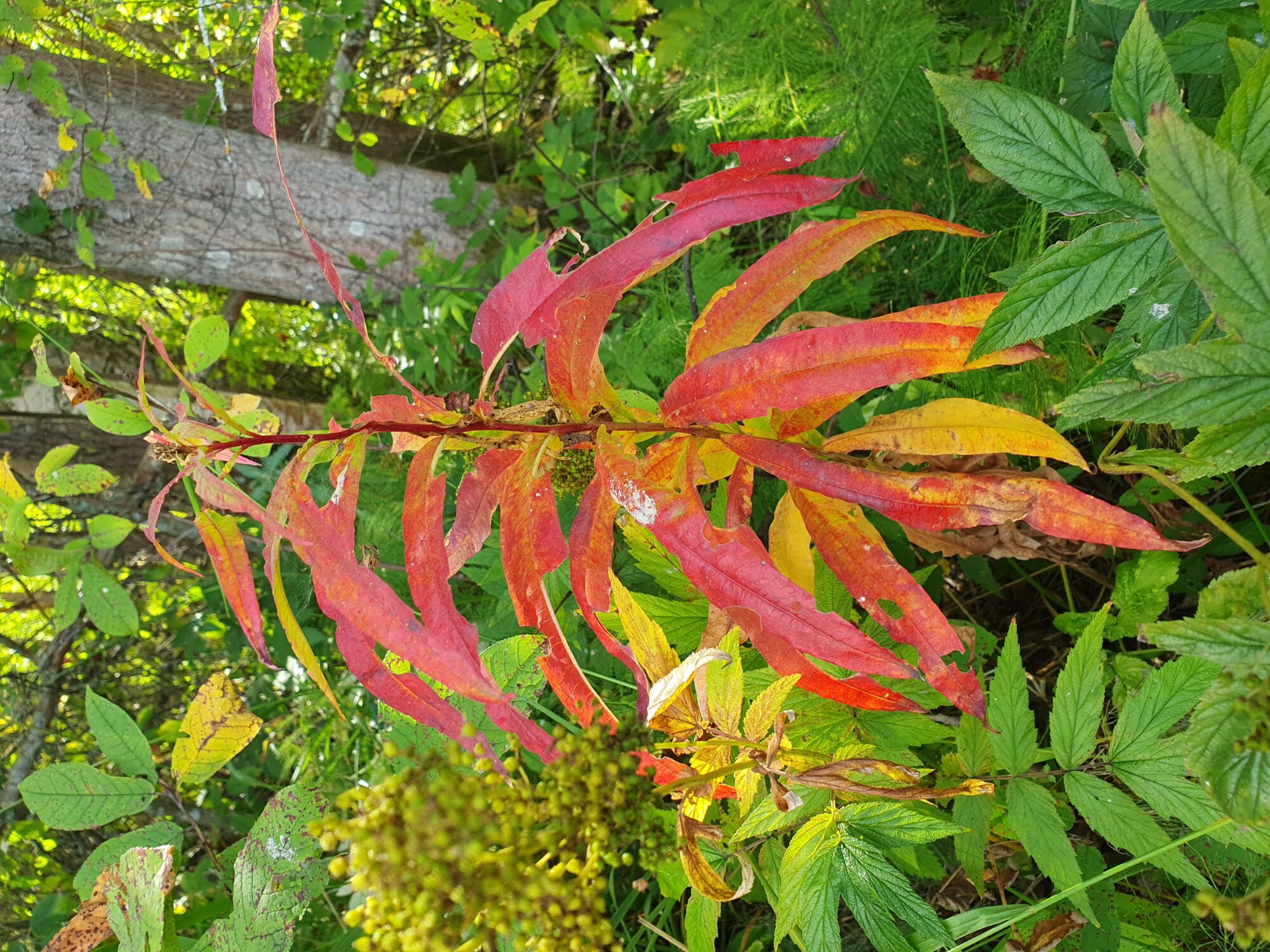 Valokuvaaja: Pirkko Tuulihovi