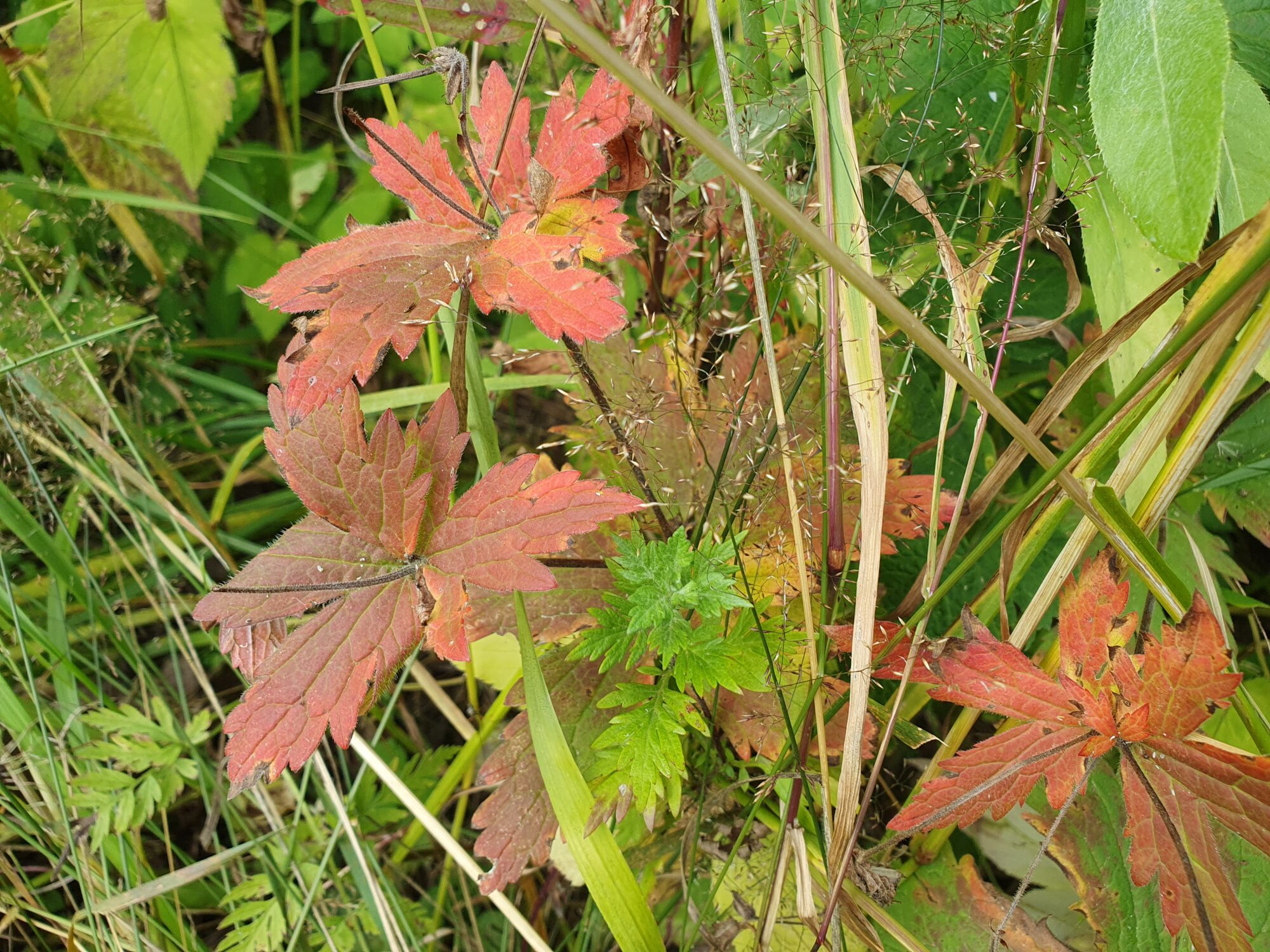 Valokuvaaja: Pirkko Tuulihovi