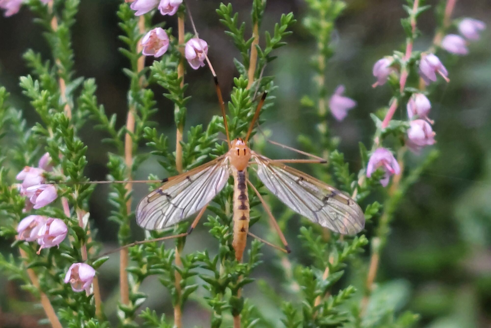 Valokuvaaja: Tarja Naukkarinen