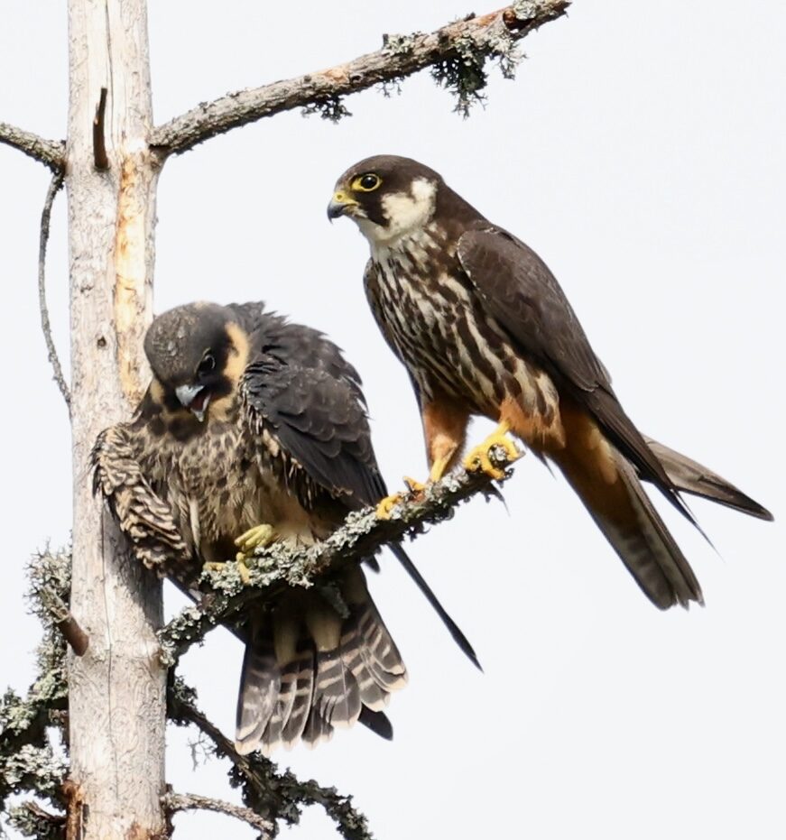 Valokuvaaja: Jukka Henriksson