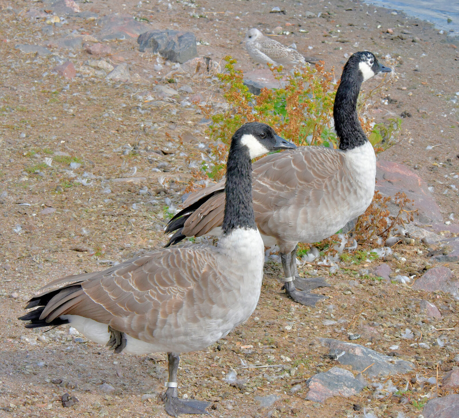 Valokuvaaja: Reijo Juurinen