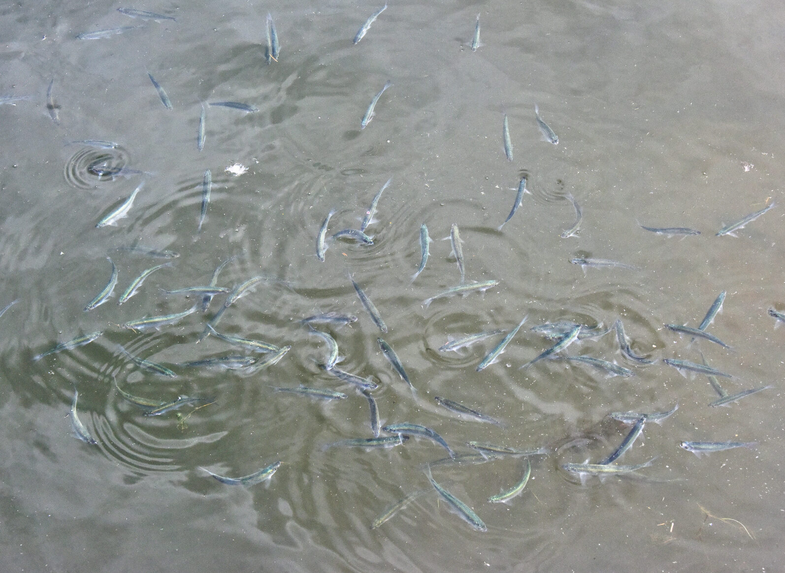 Valokuvaaja: Reijo Juurinen